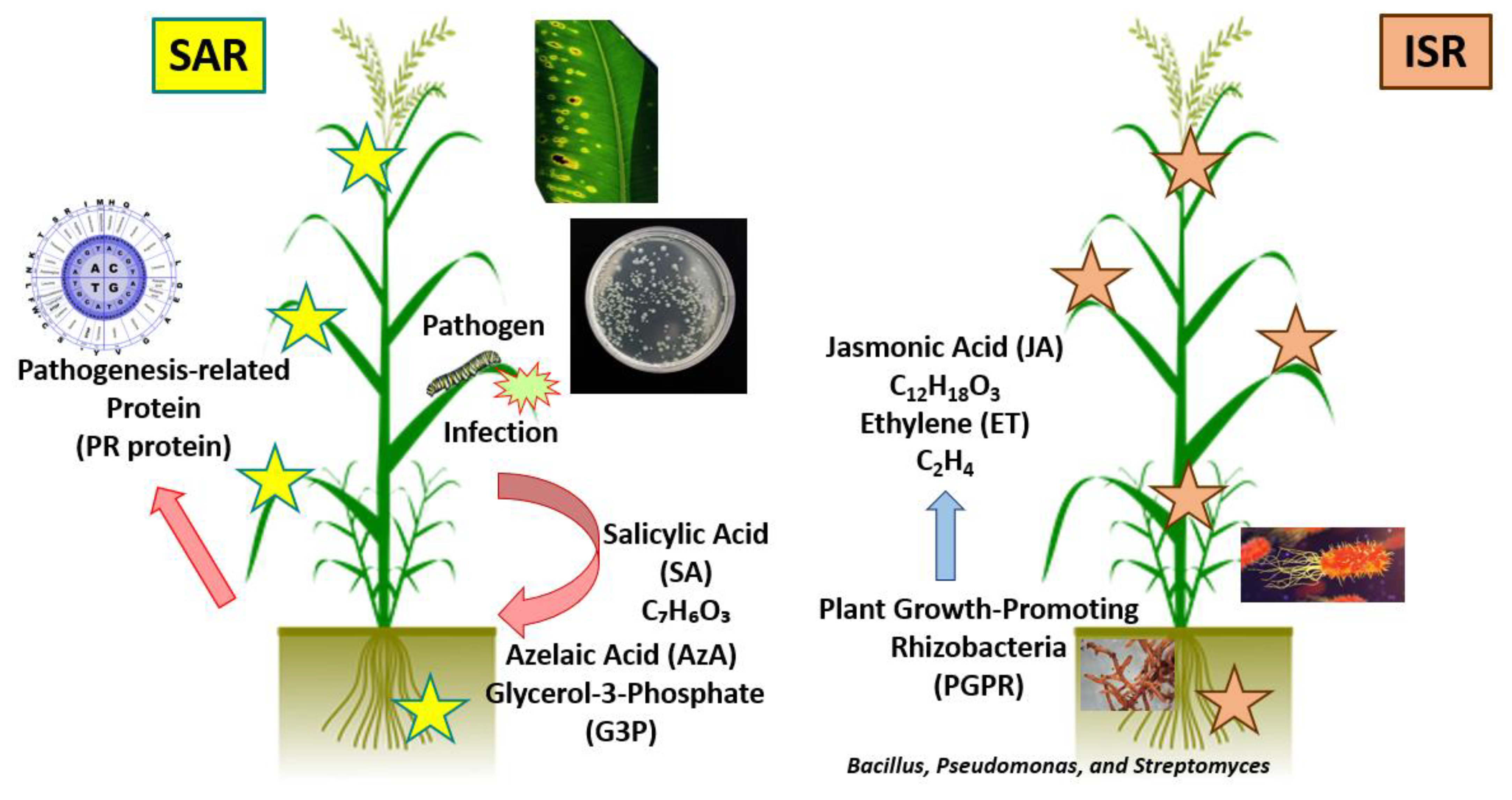 Plants 11 00162 g004 Plants 11 00162 g004