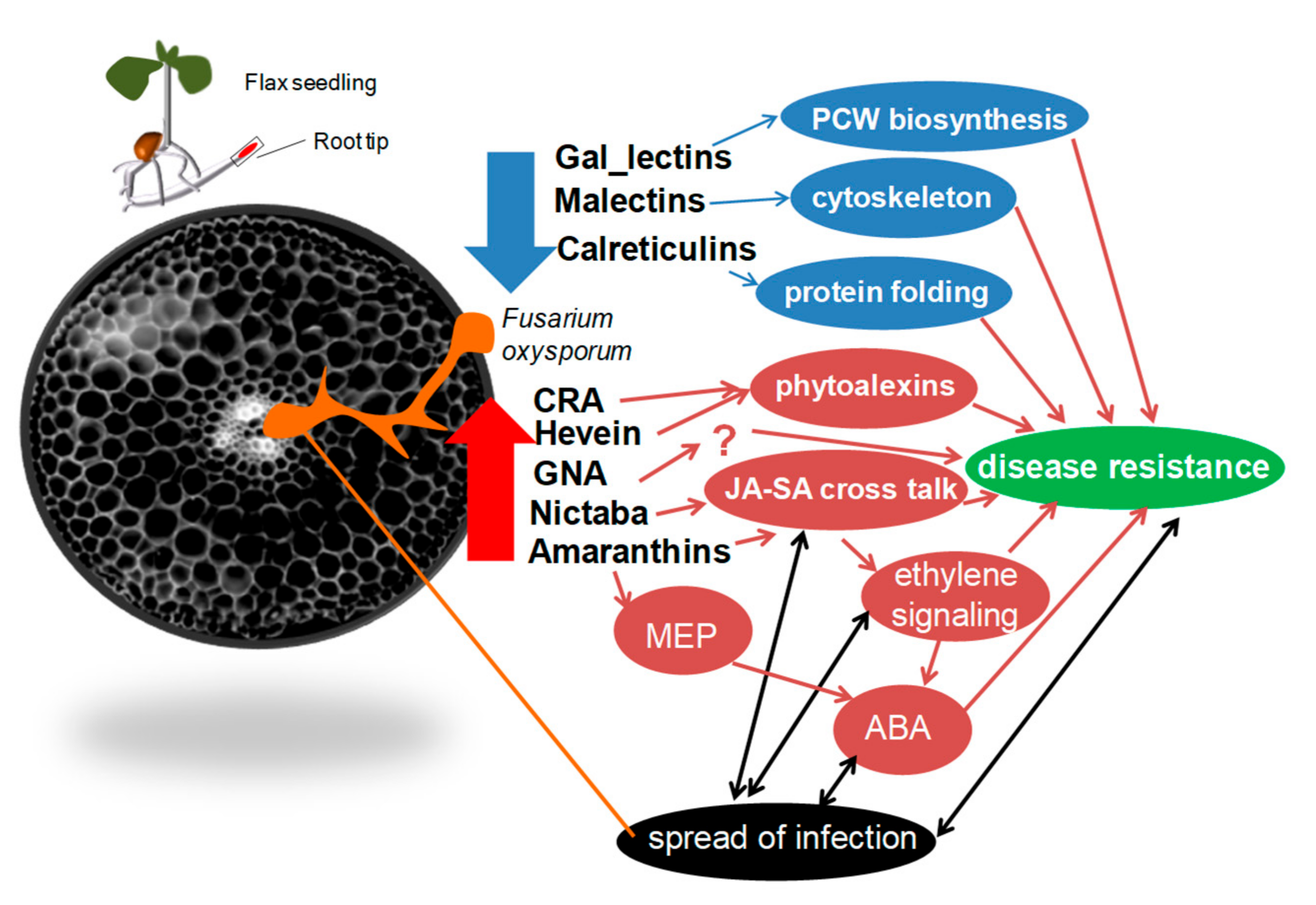 Plants 11 00163 g007