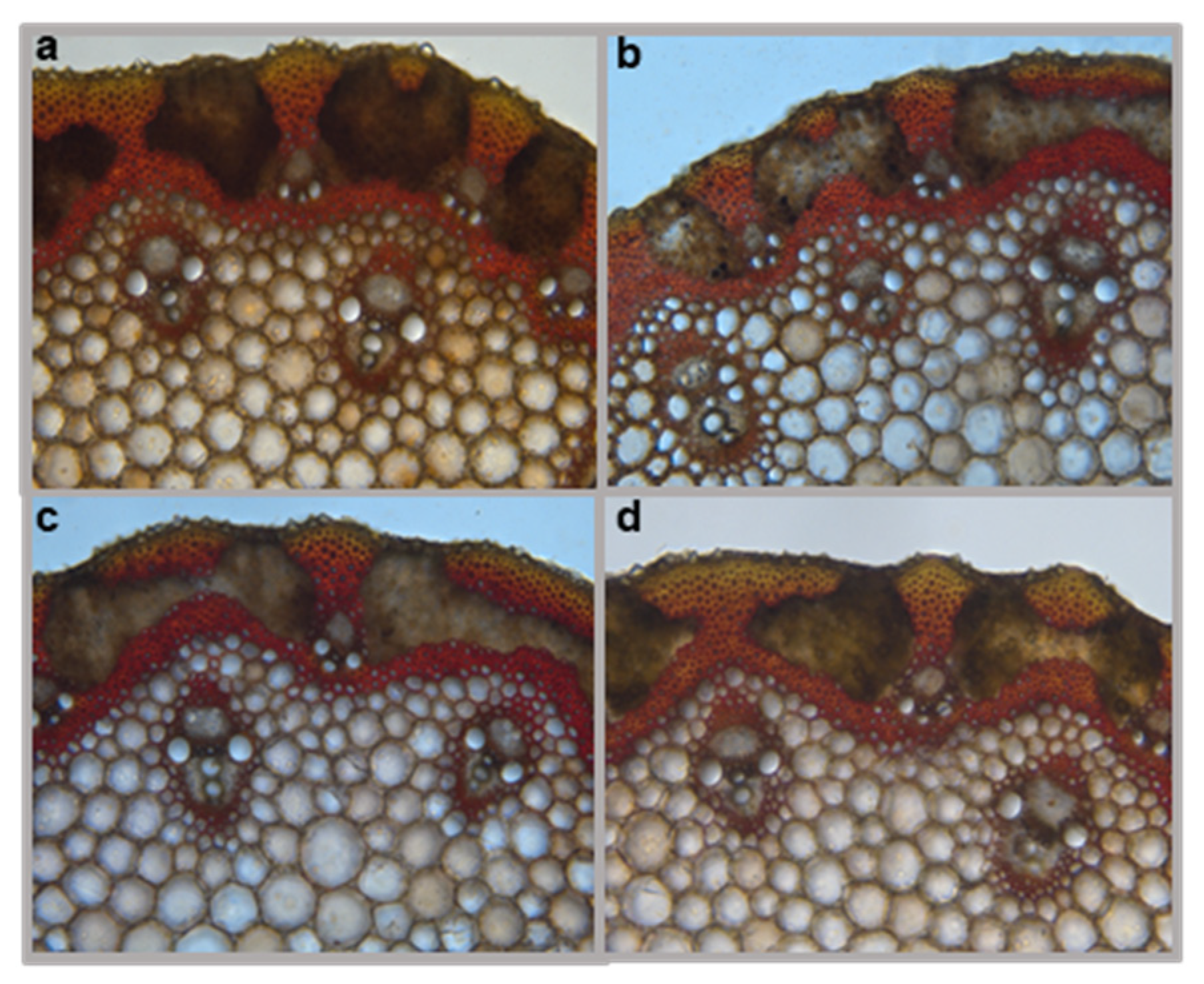 Plants 11 00164 g007