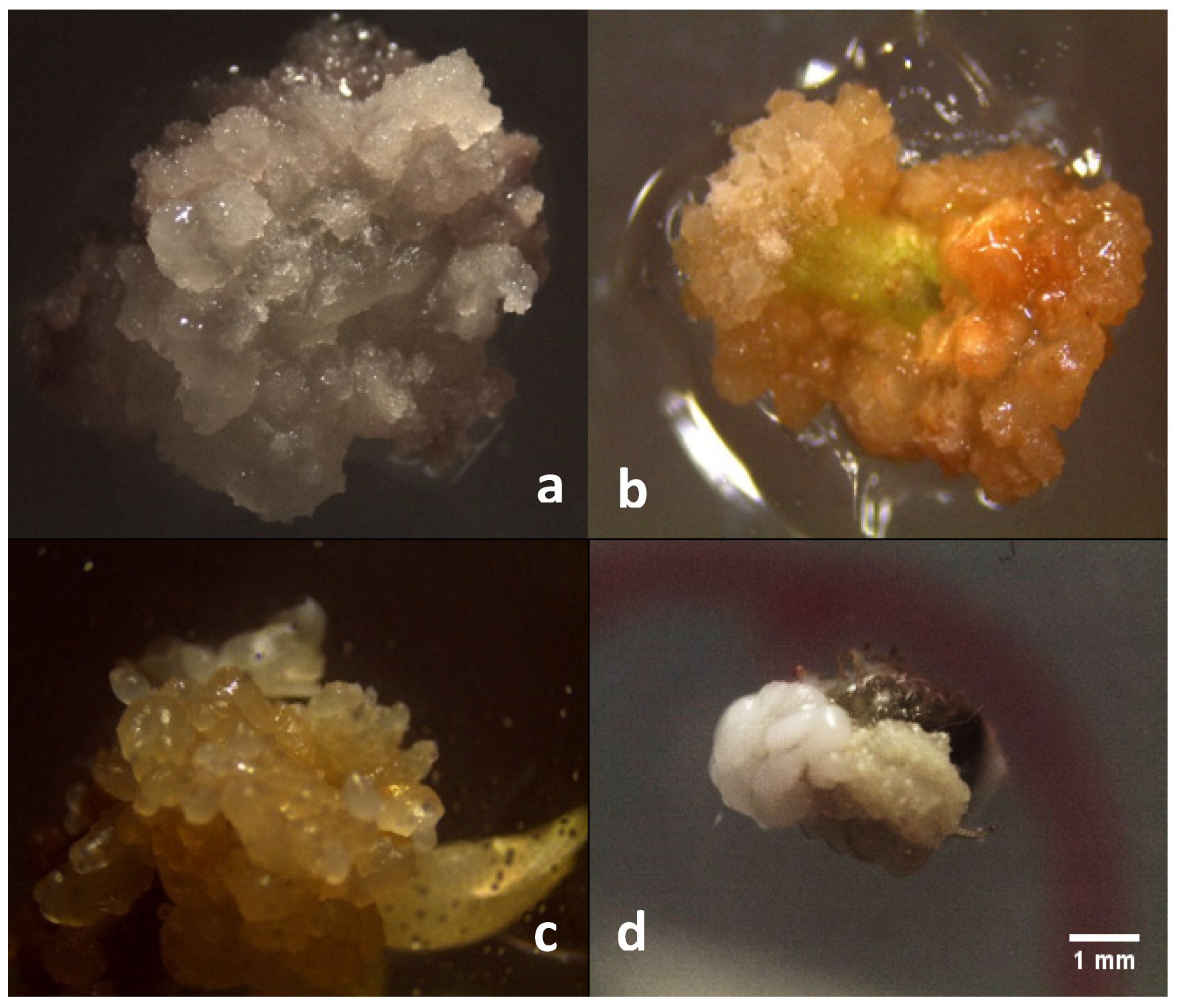 Plants 11 00168 g002 550