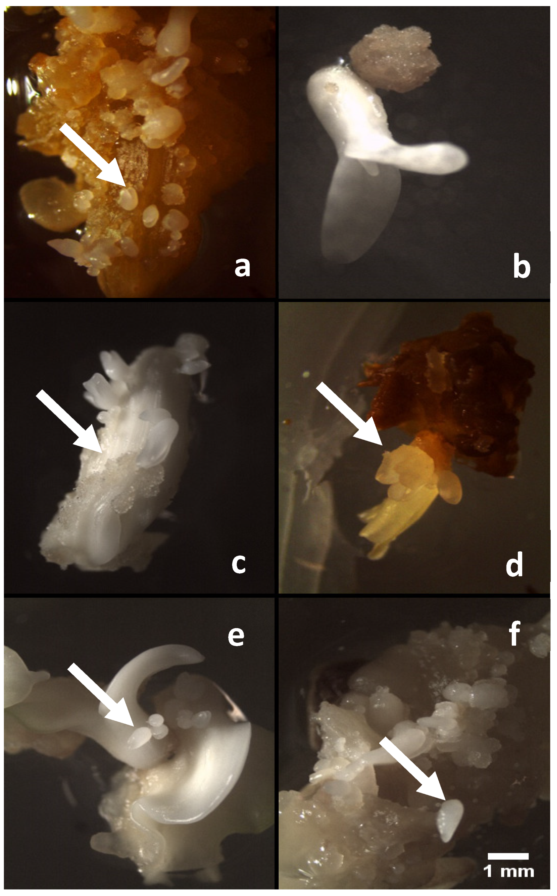 Plants 11 00168 g003 550