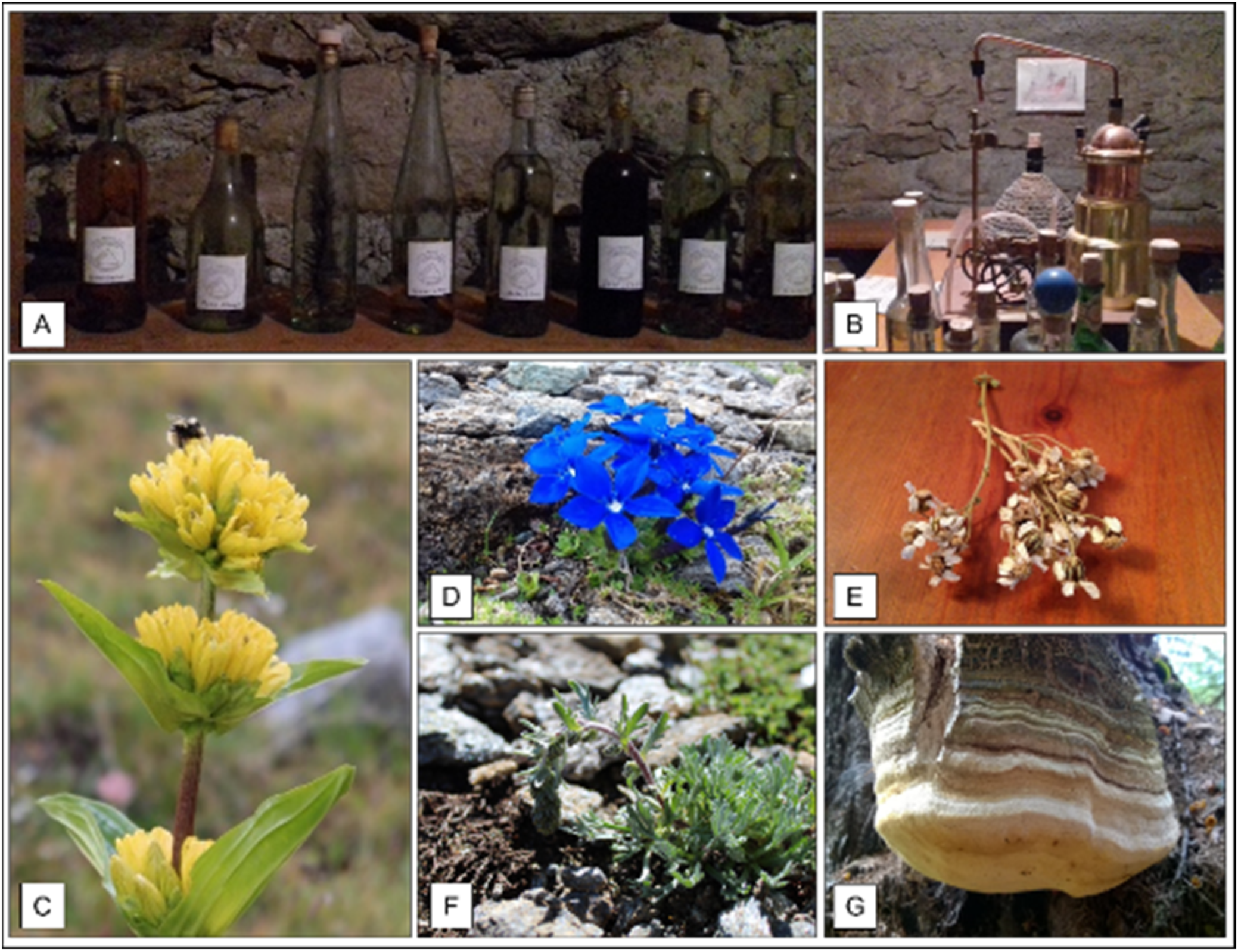 Plants 11 00170 g003