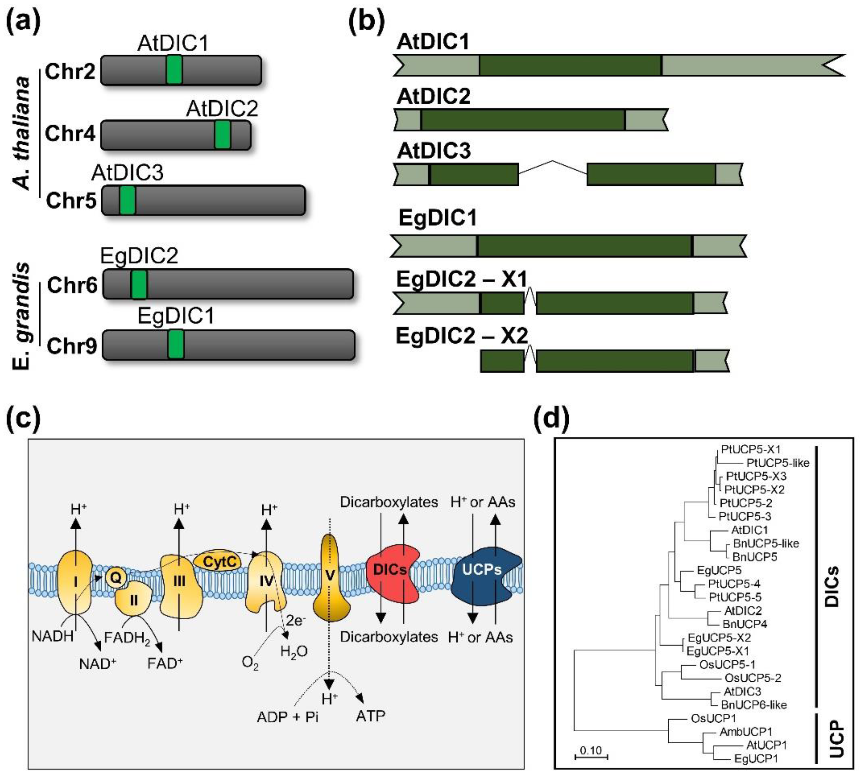 Plants 11 00181 g001
