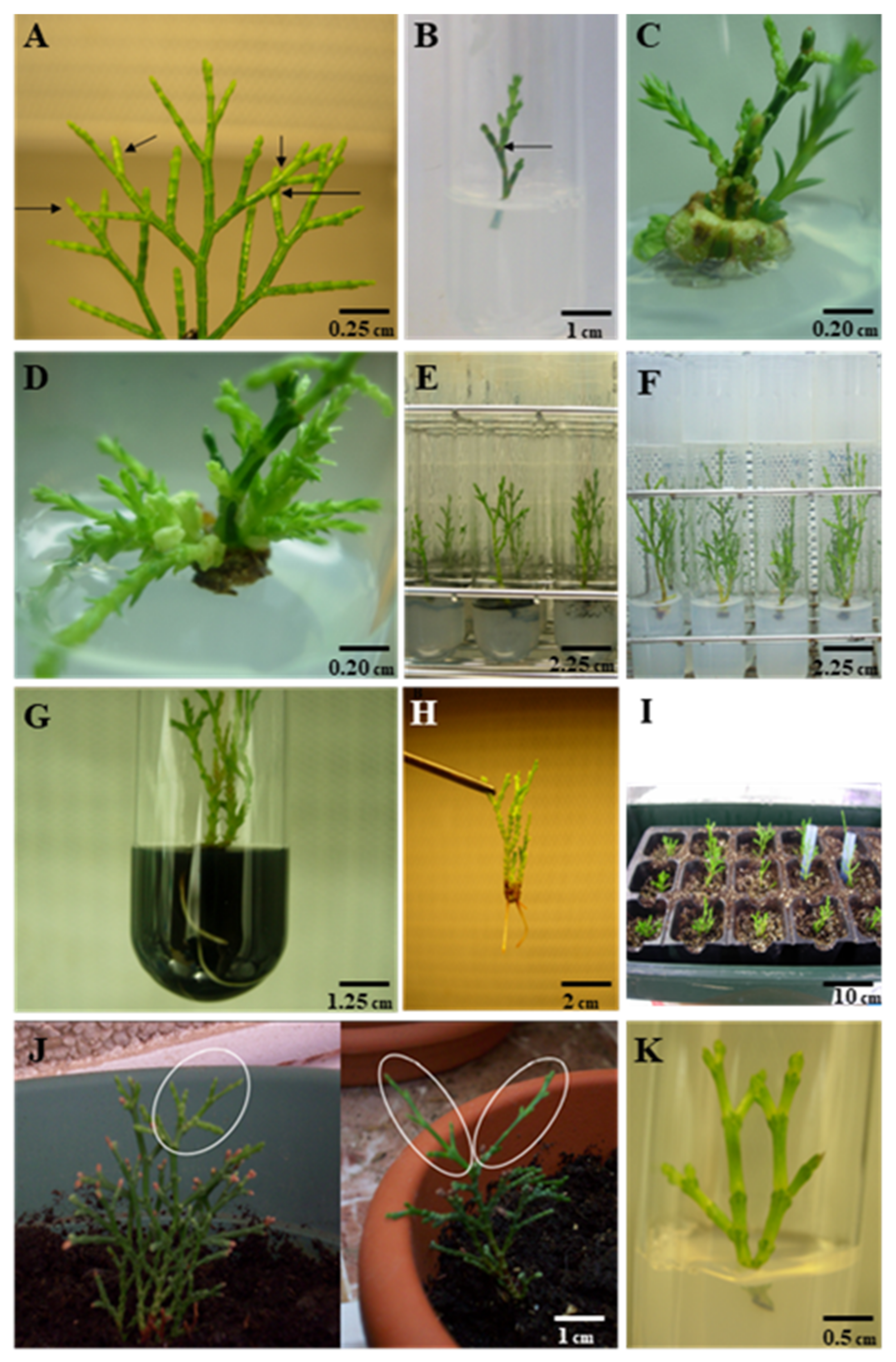 Plants | Free Full-Text | In Vitro Propagation, Genetic Assessment, and Medium-Term Conservation of the Coastal Endangered Species Tetraclinis articulata (Vahl) Masters (Cupressaceae) from Adult Trees Plants | Free Full-Text | In Vitro Propagation, Genetic Assessment, and Medium-Term Conservation of the Coastal Endangered Species Tetraclinis articulata (Vahl) Masters (Cupressaceae) from Adult Trees