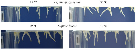 Plants 11 00192 g001 550