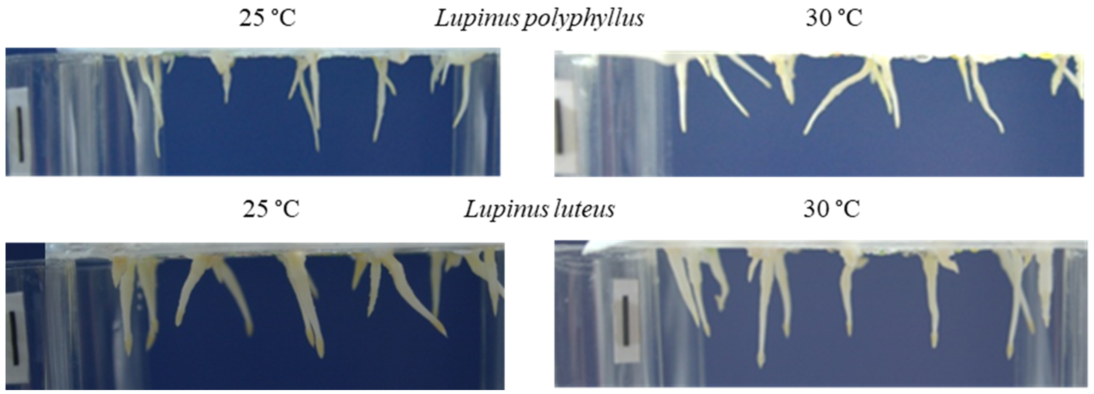 Plants 11 00192 g001