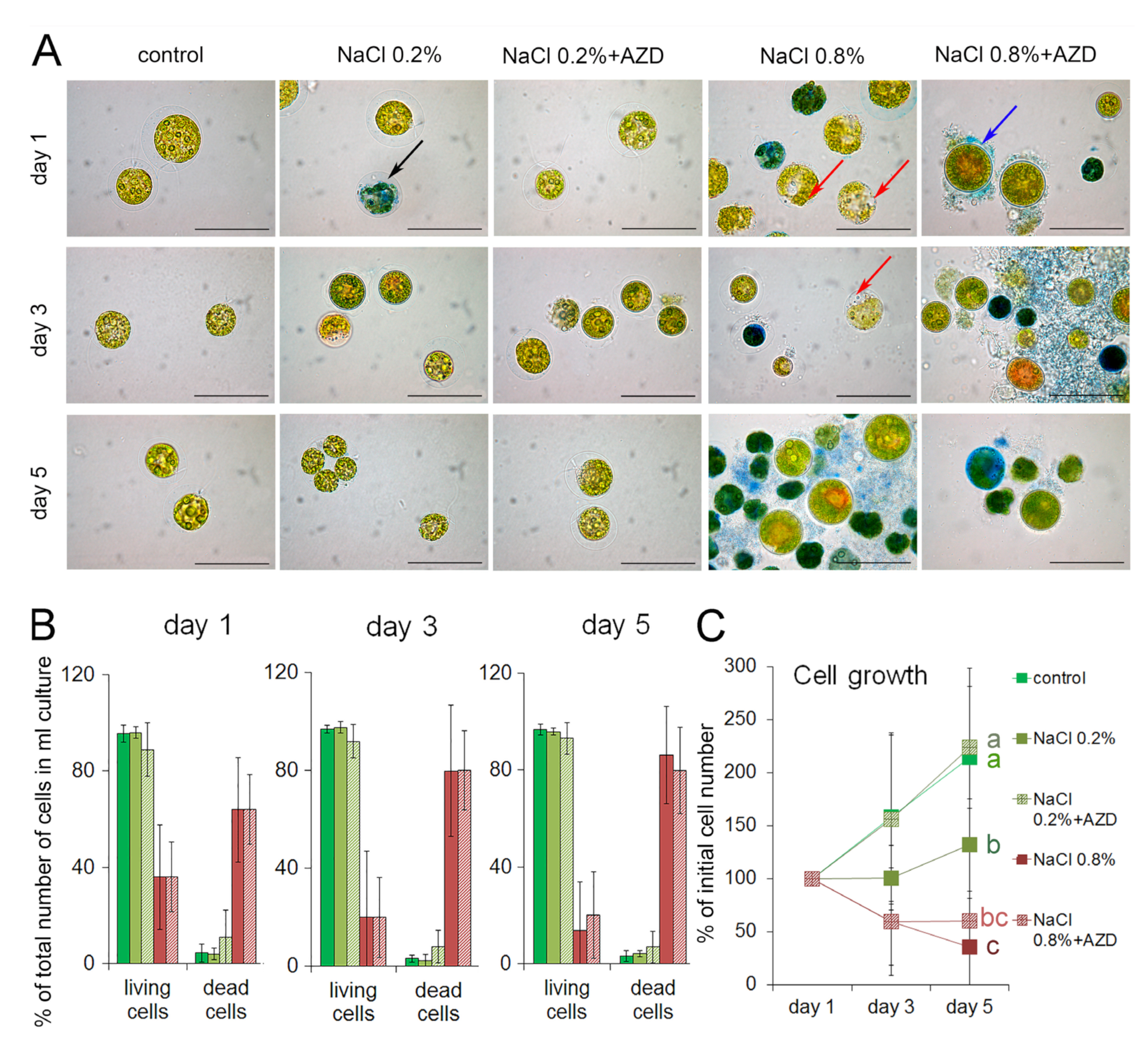 Plants 11 00197 g001 550