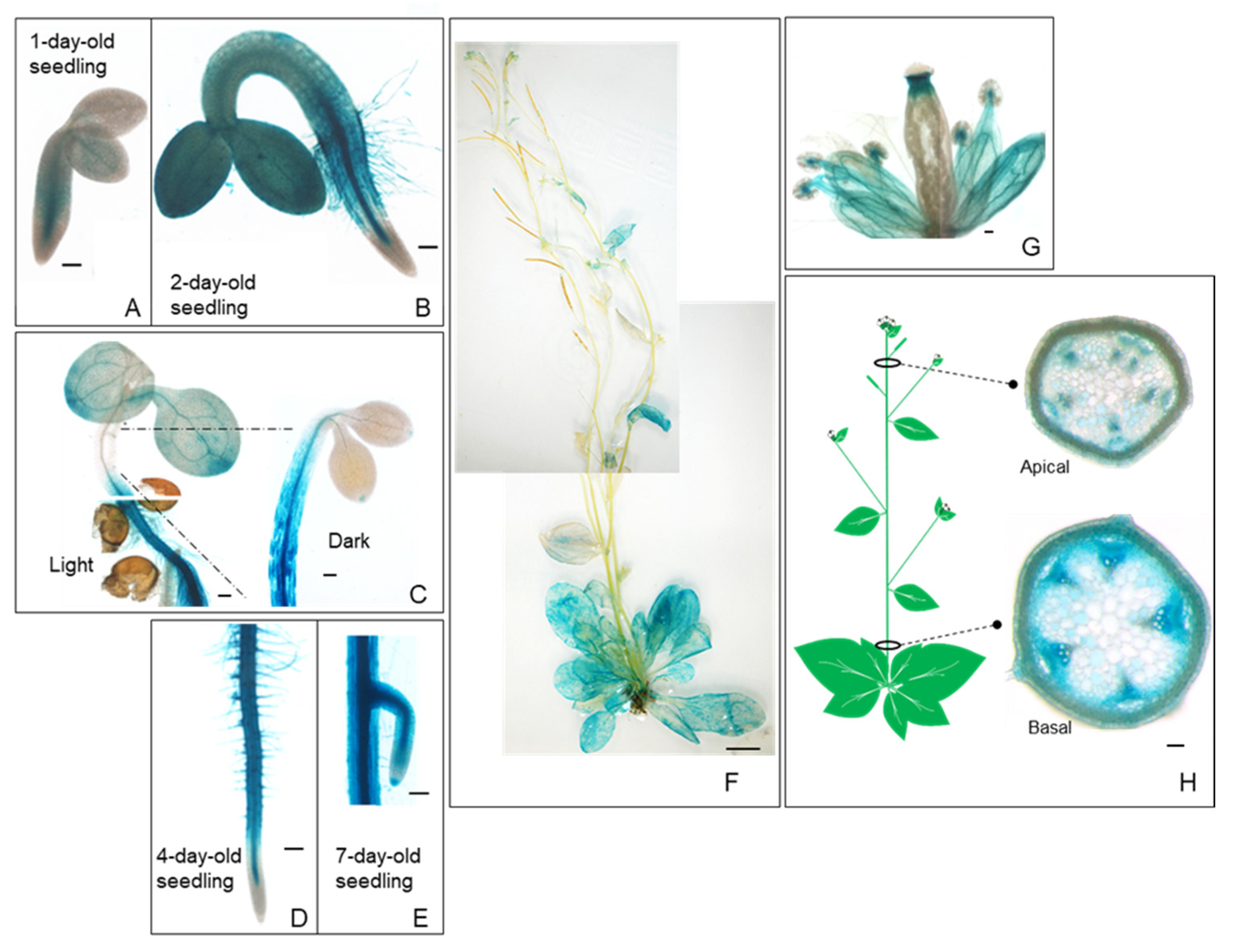 Plants 11 00200 g001