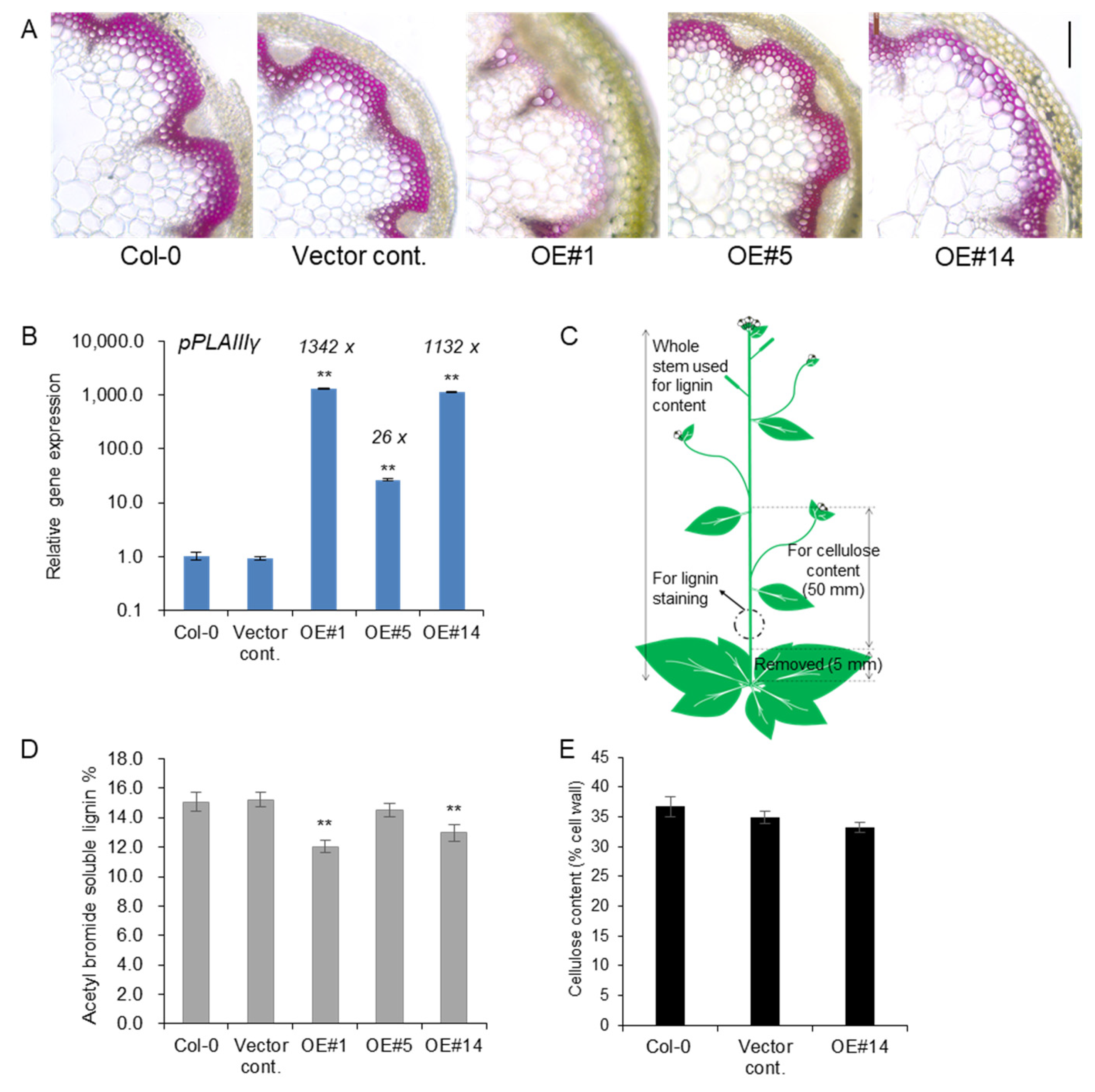Plants 11 00200 g003