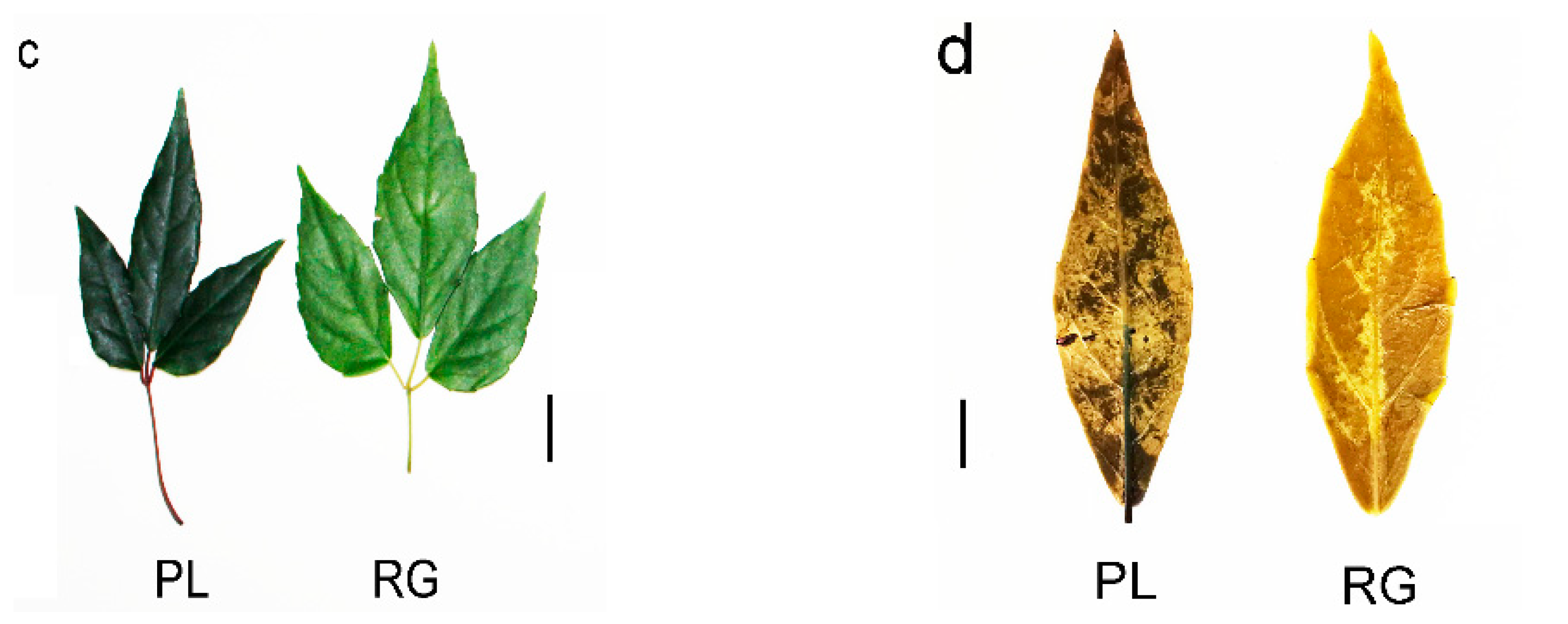 Plants 11 00211 g004b 550