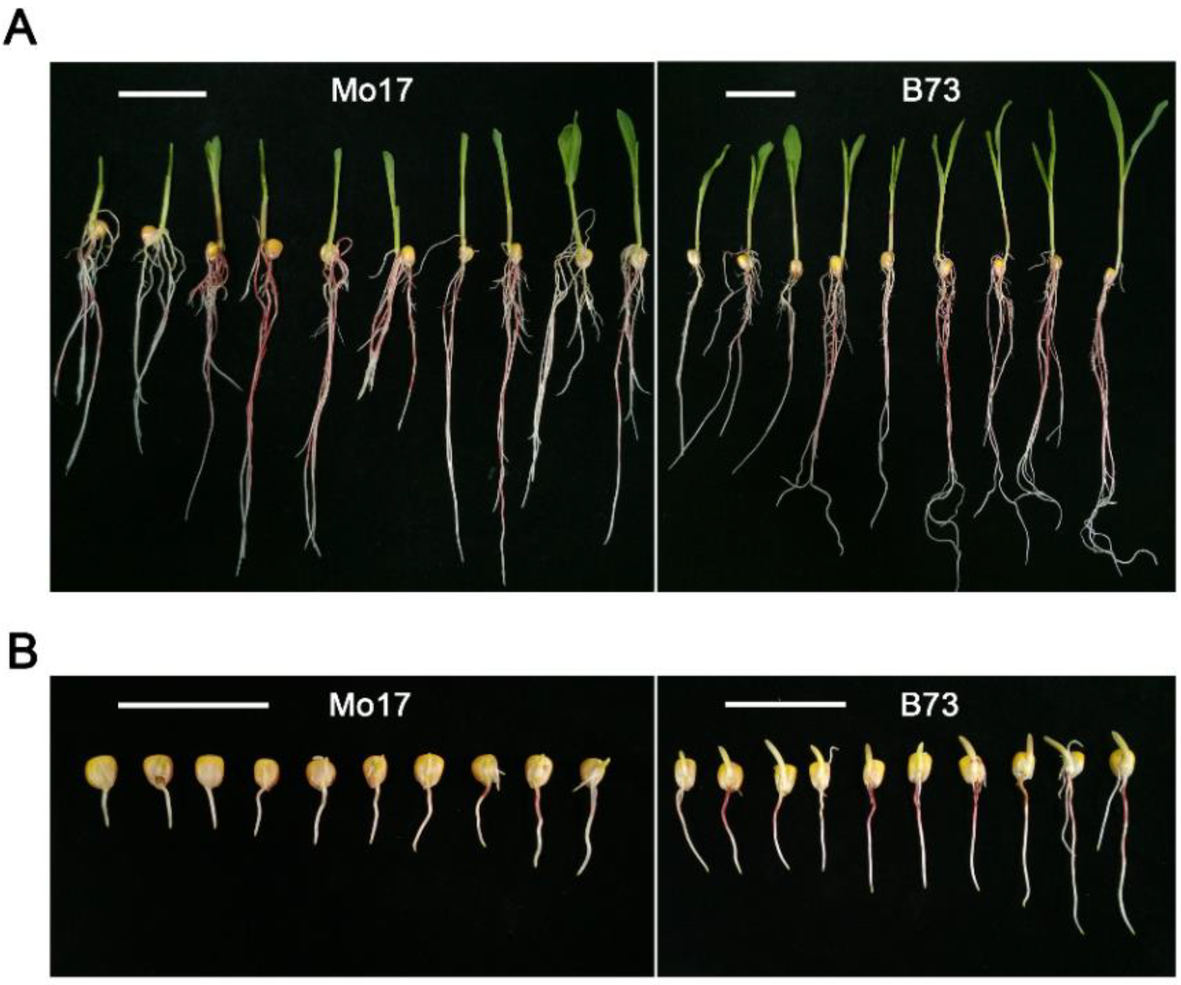 Plants 11 00214 g001 Plants 11 00214 g001