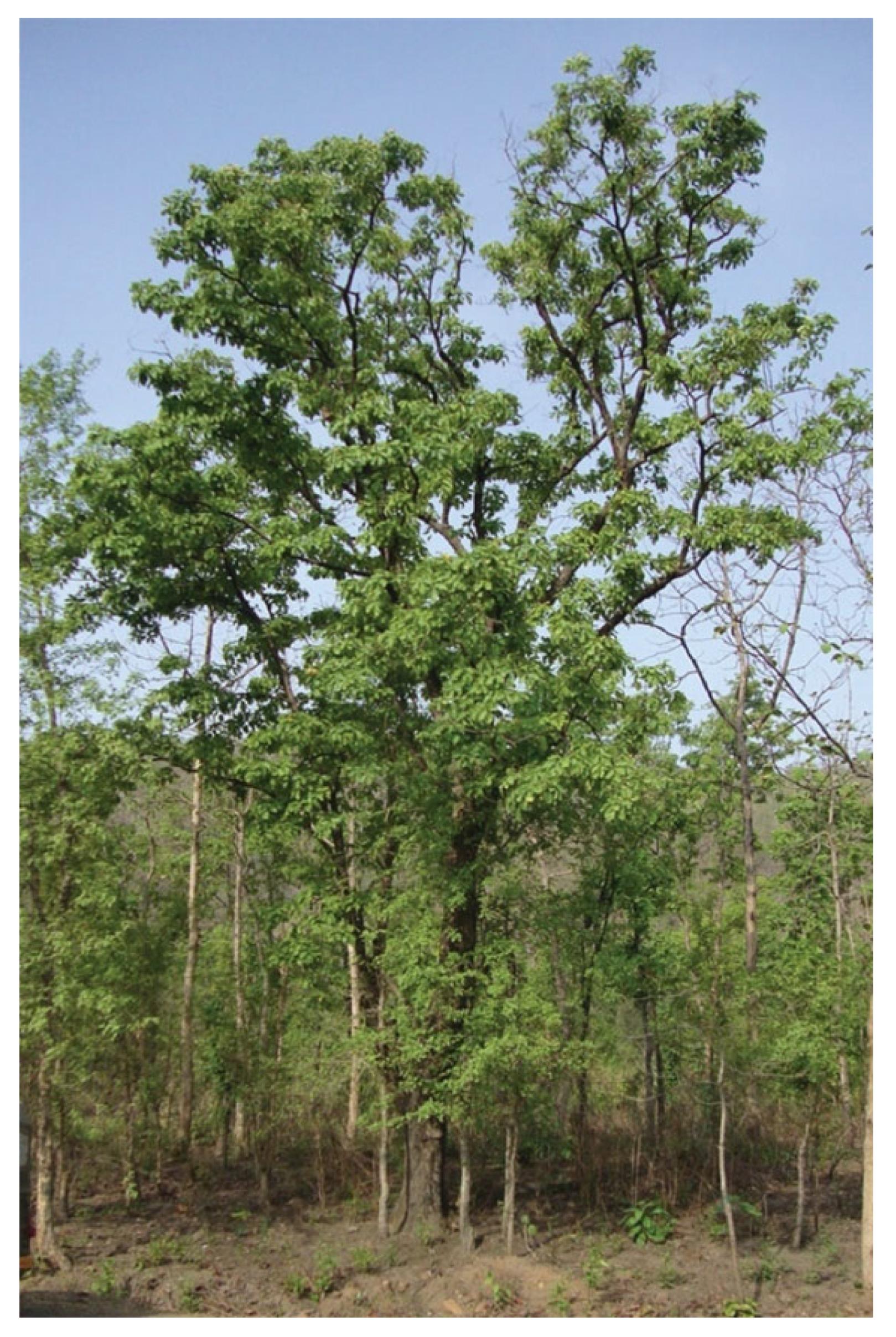 Plants 11 00247 g001