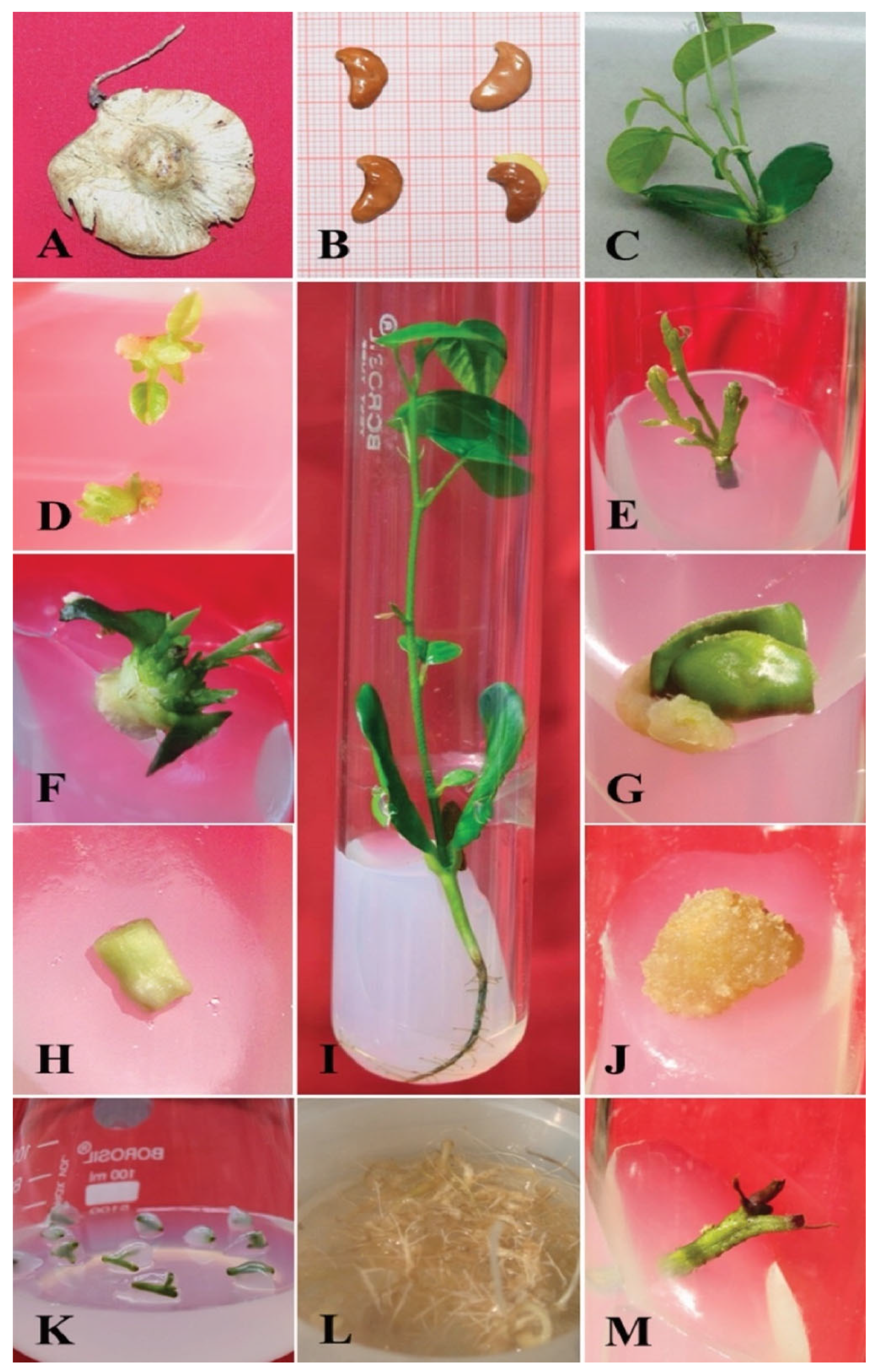 Plants 11 00247 g004