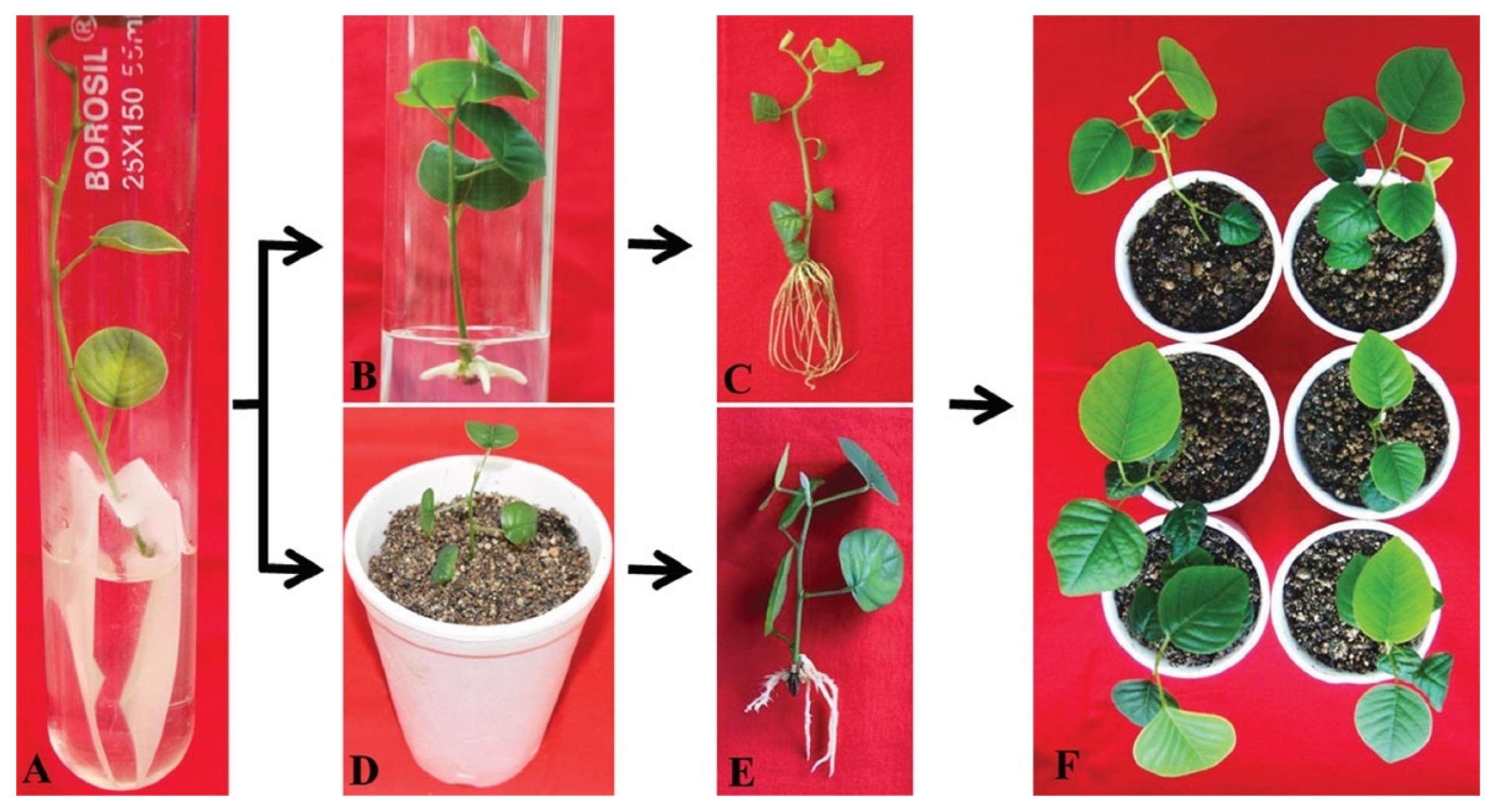 Plants 11 00247 g007