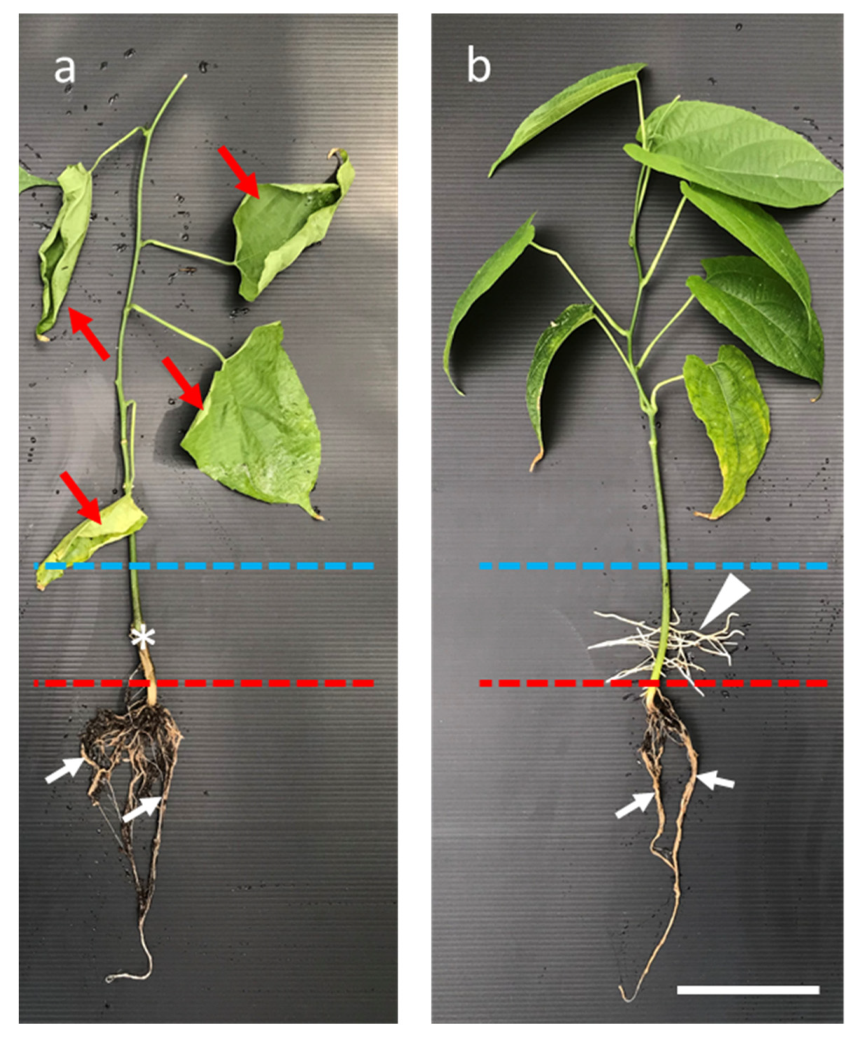 Plants 11 00249 g005