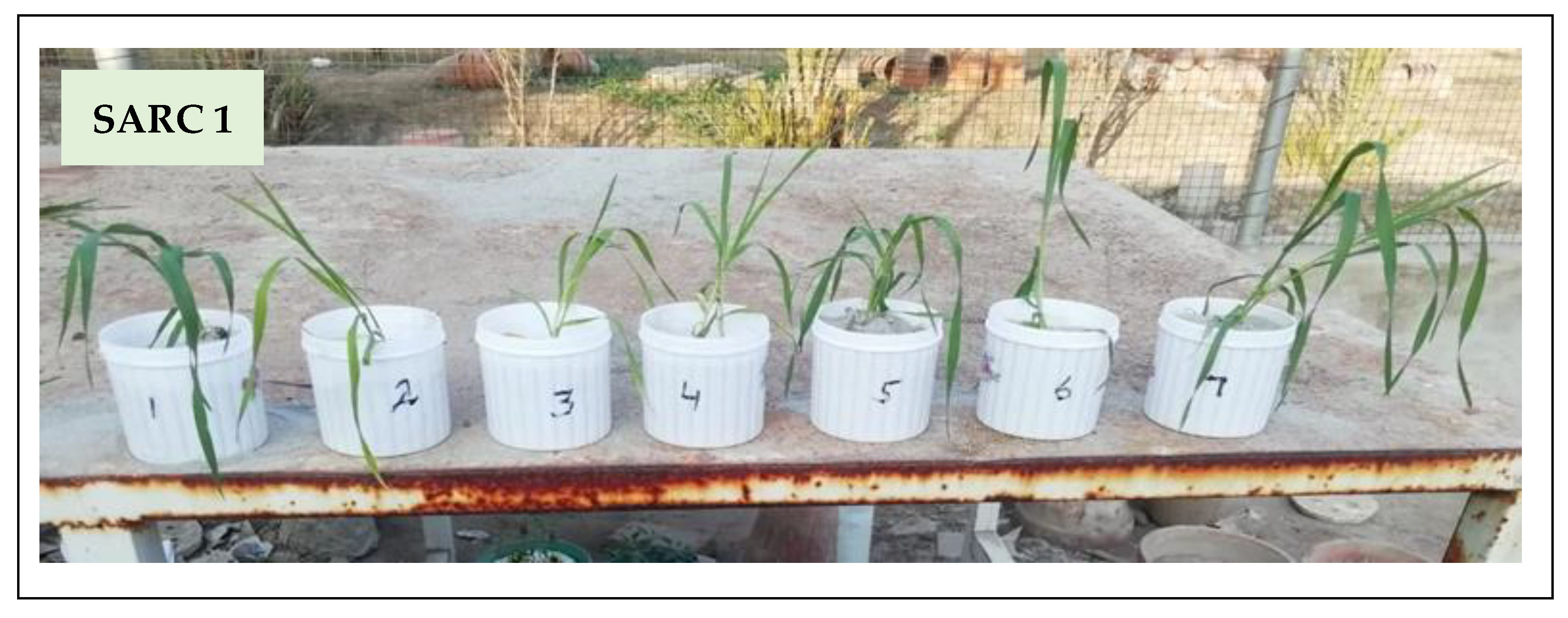 Plants 11 00263 g001a