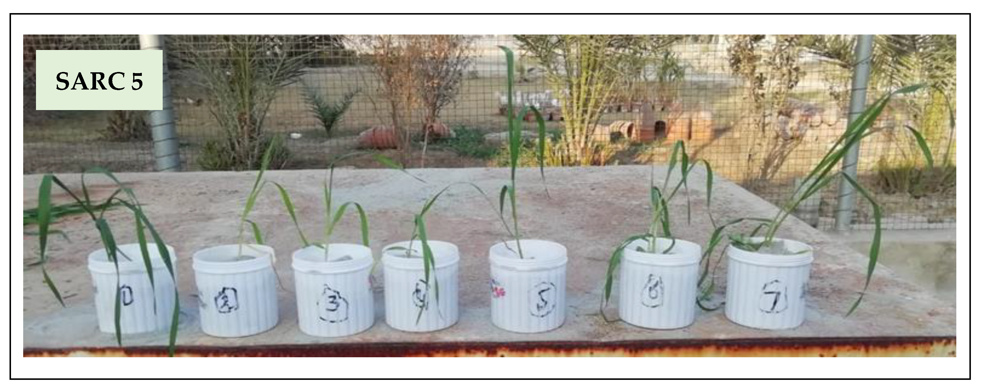 Plants 11 00263 g001b