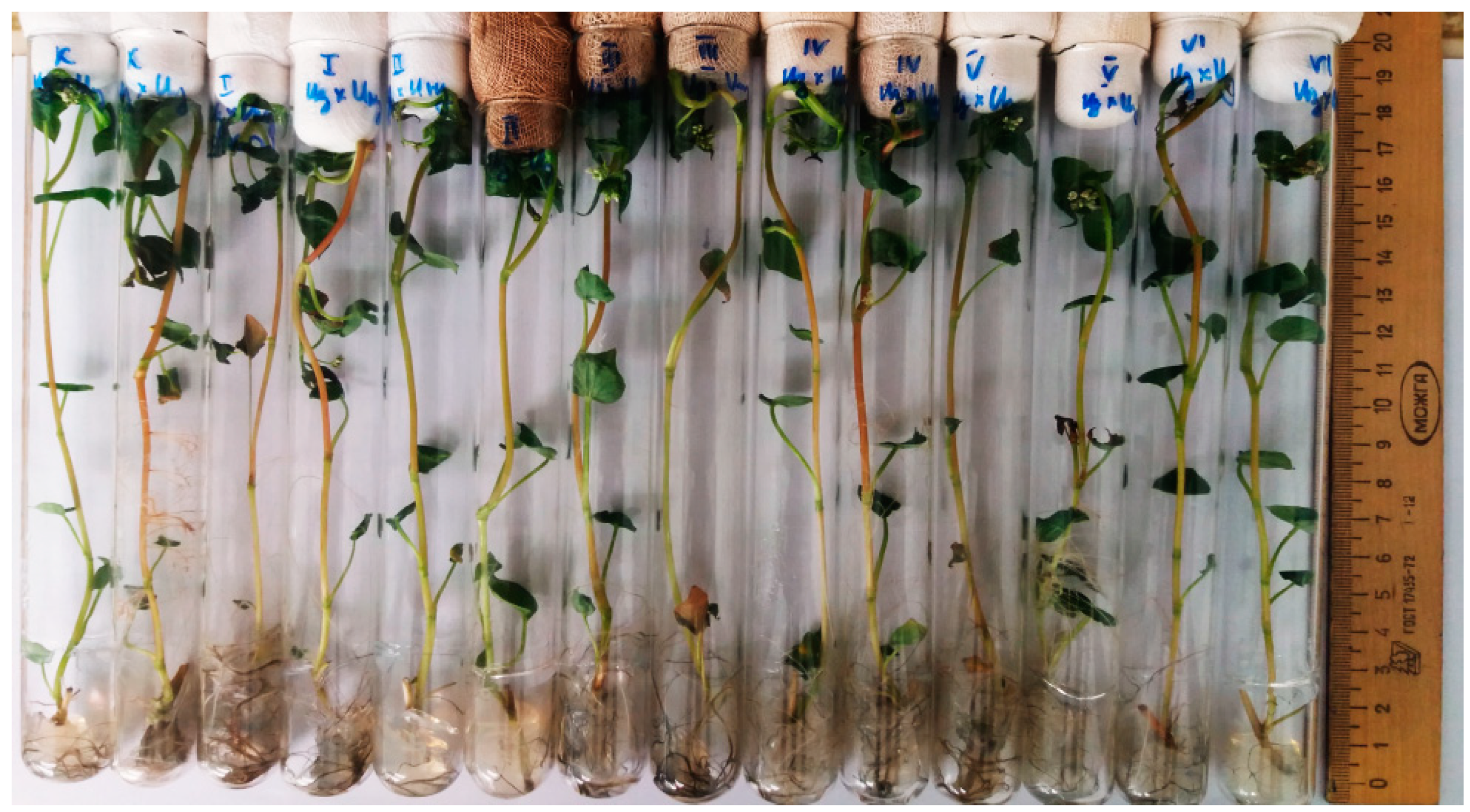 Plants 11 00264 g004 550