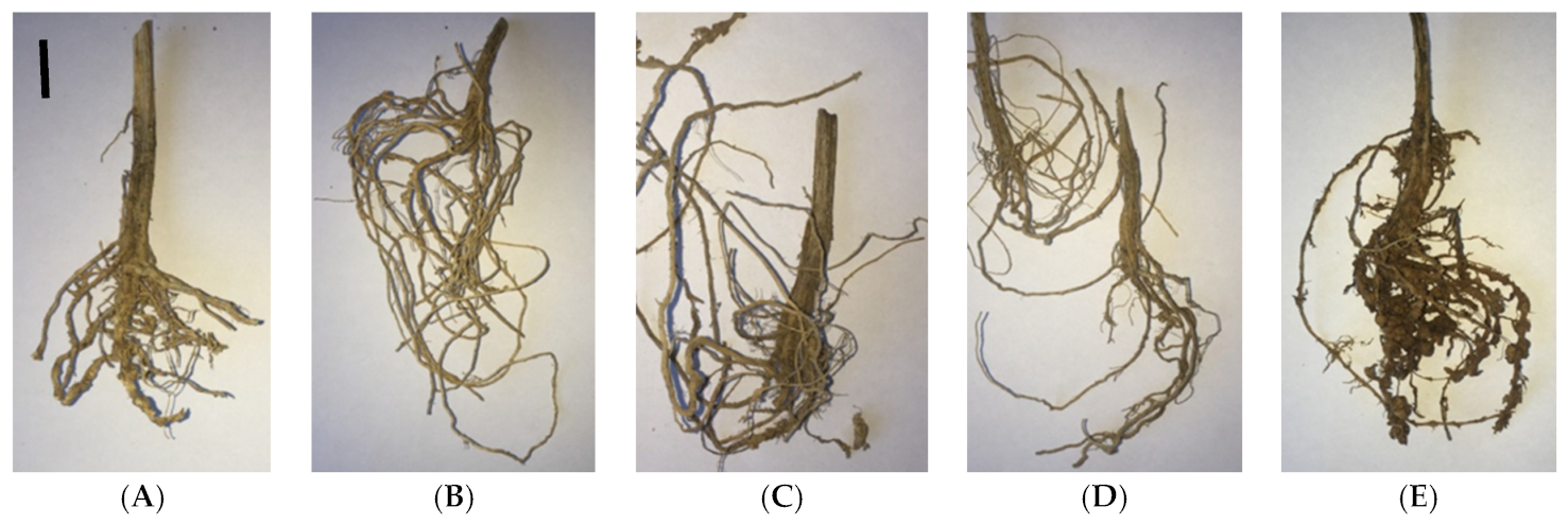 Plants 11 00275 g005