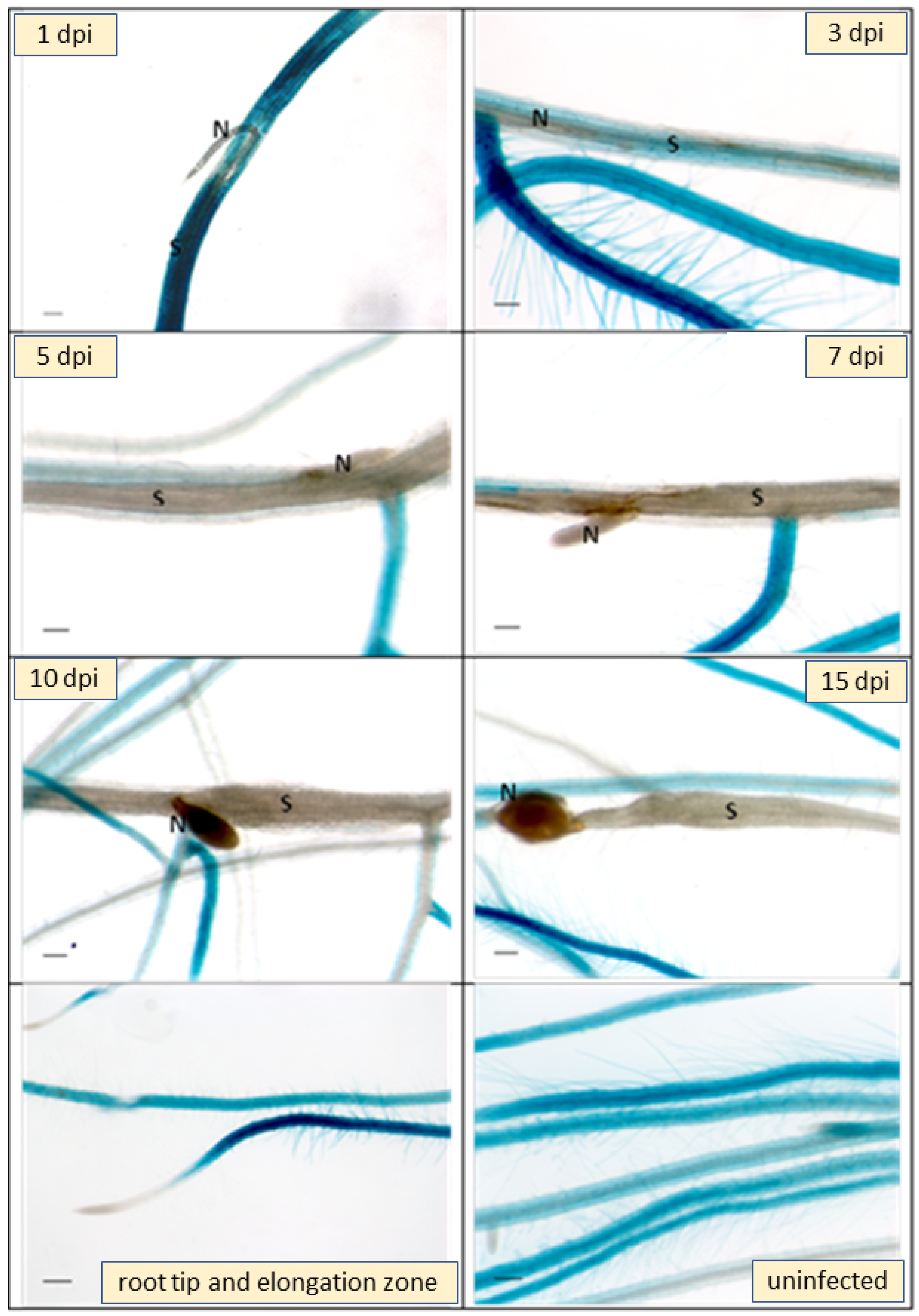 Plants 11 00280 g007 Plants 11 00280 g007