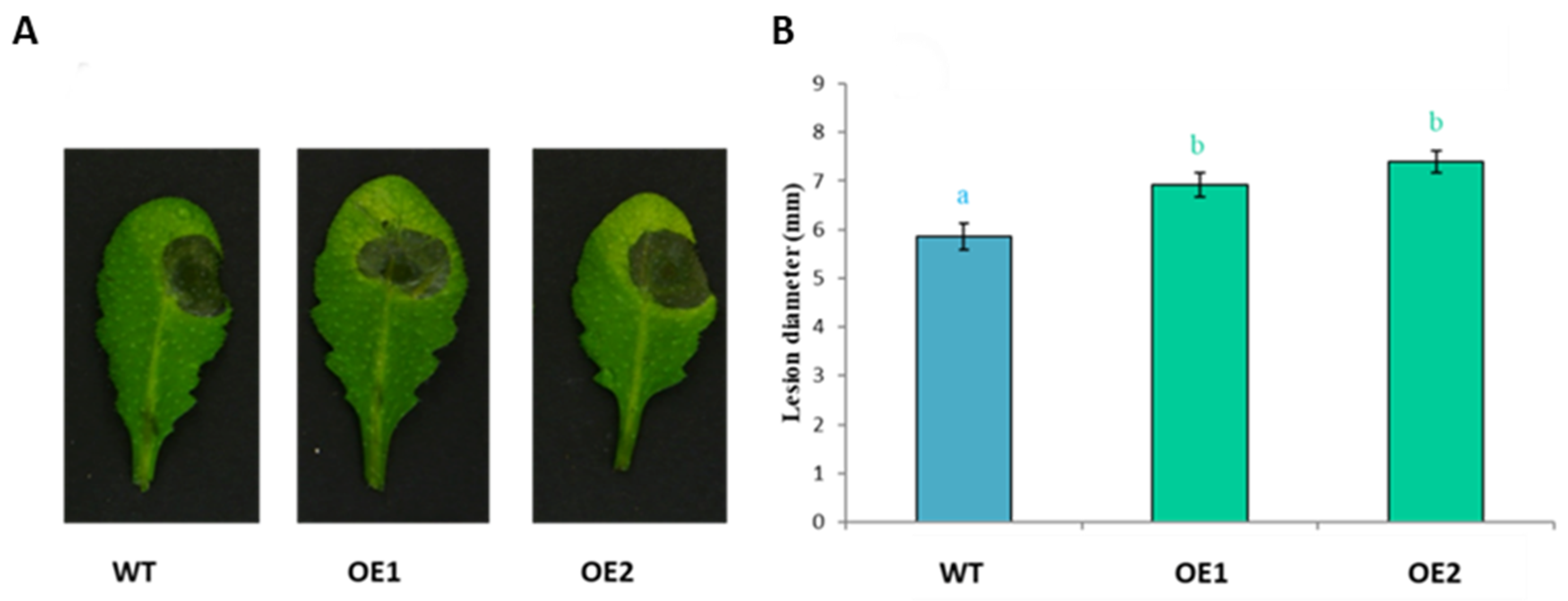 Plants 11 00280 g013 Plants 11 00280 g013