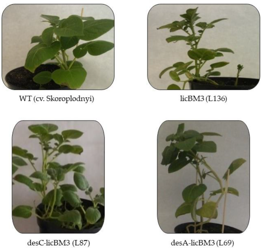 洋書 MORPHOLOGY OF PLANTS Morphology of Plants: Bold, Harold Charles: 9780060408497