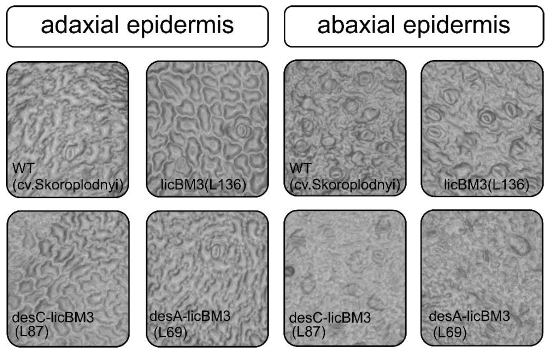 Plants 11 00288 g002