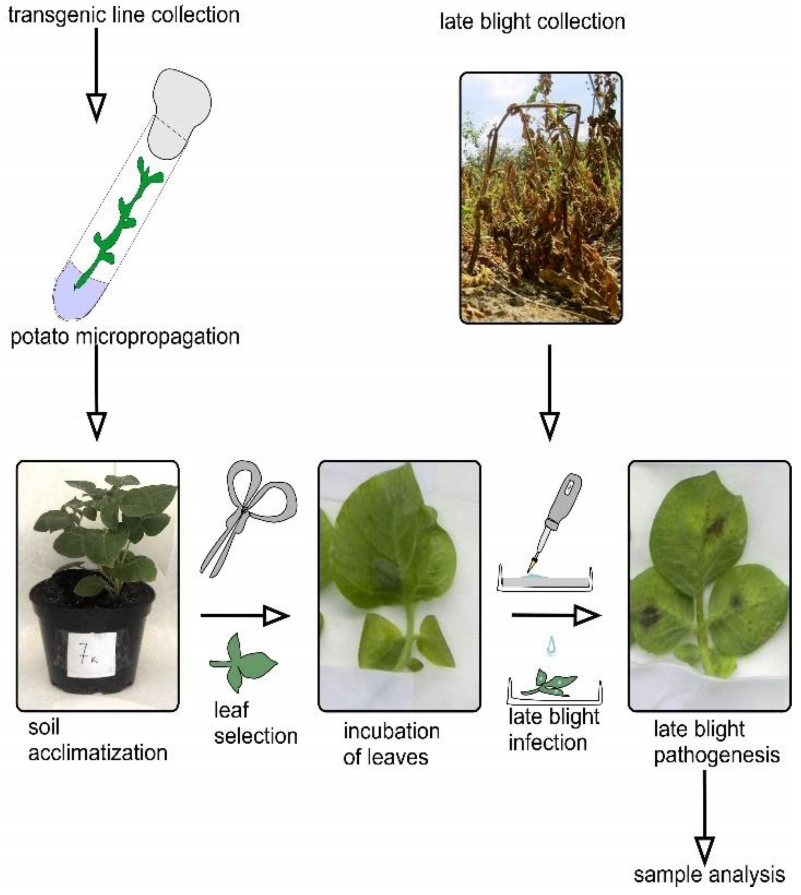 Plants 11 00288 g007