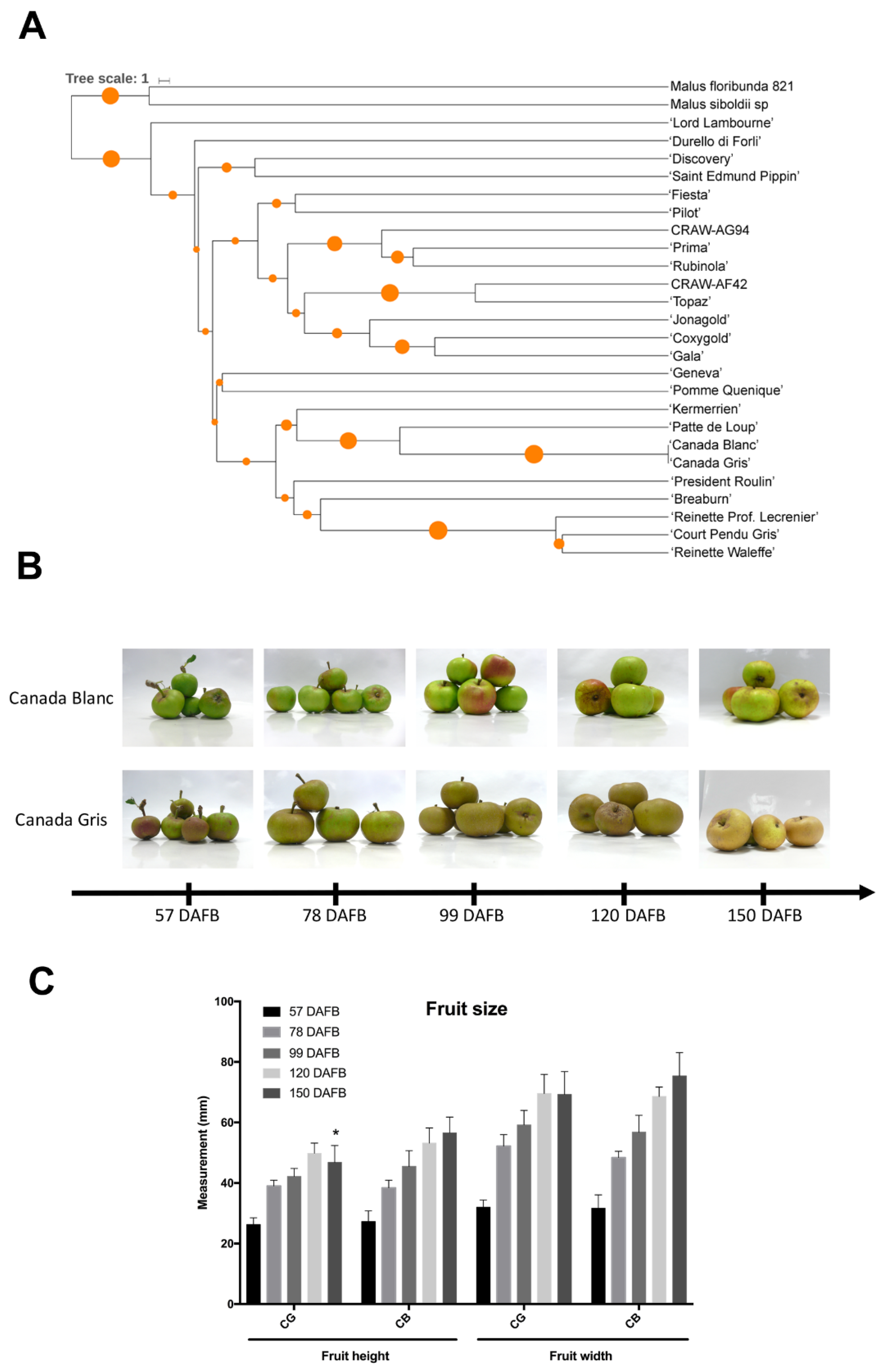 Plants 11 00289 g001
