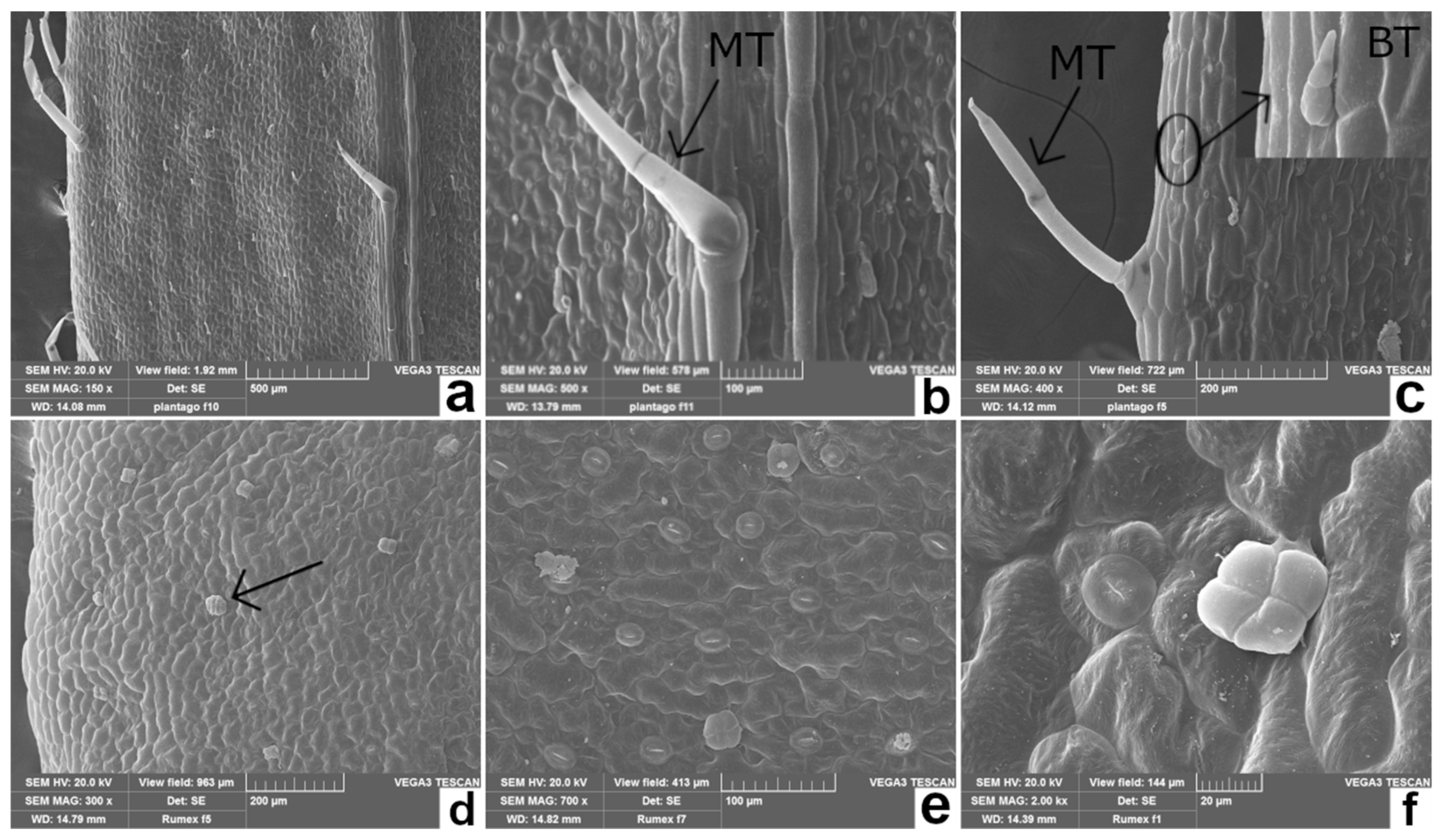 Plants 11 00301 g002 550