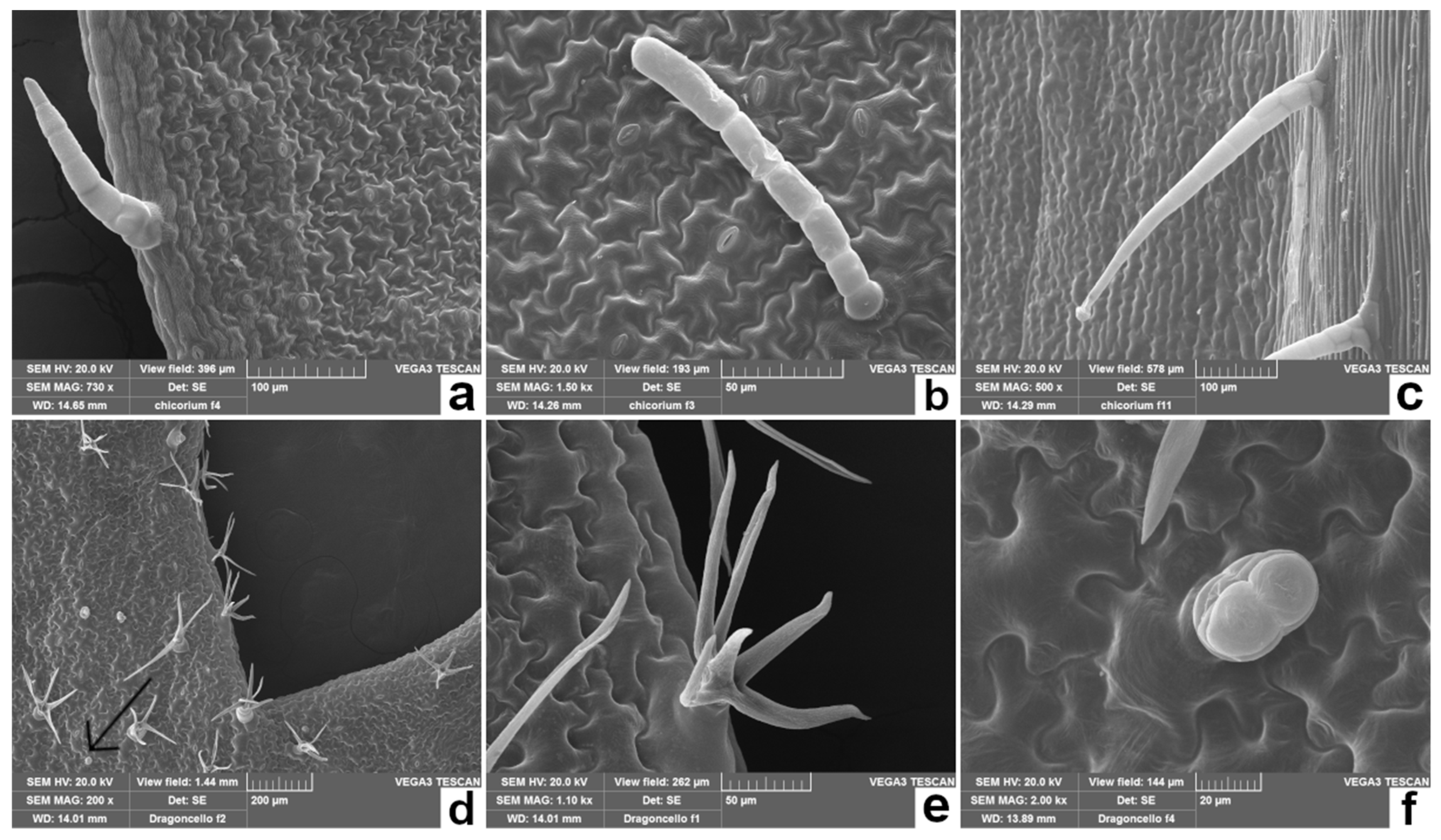 Plants 11 00301 g003 550