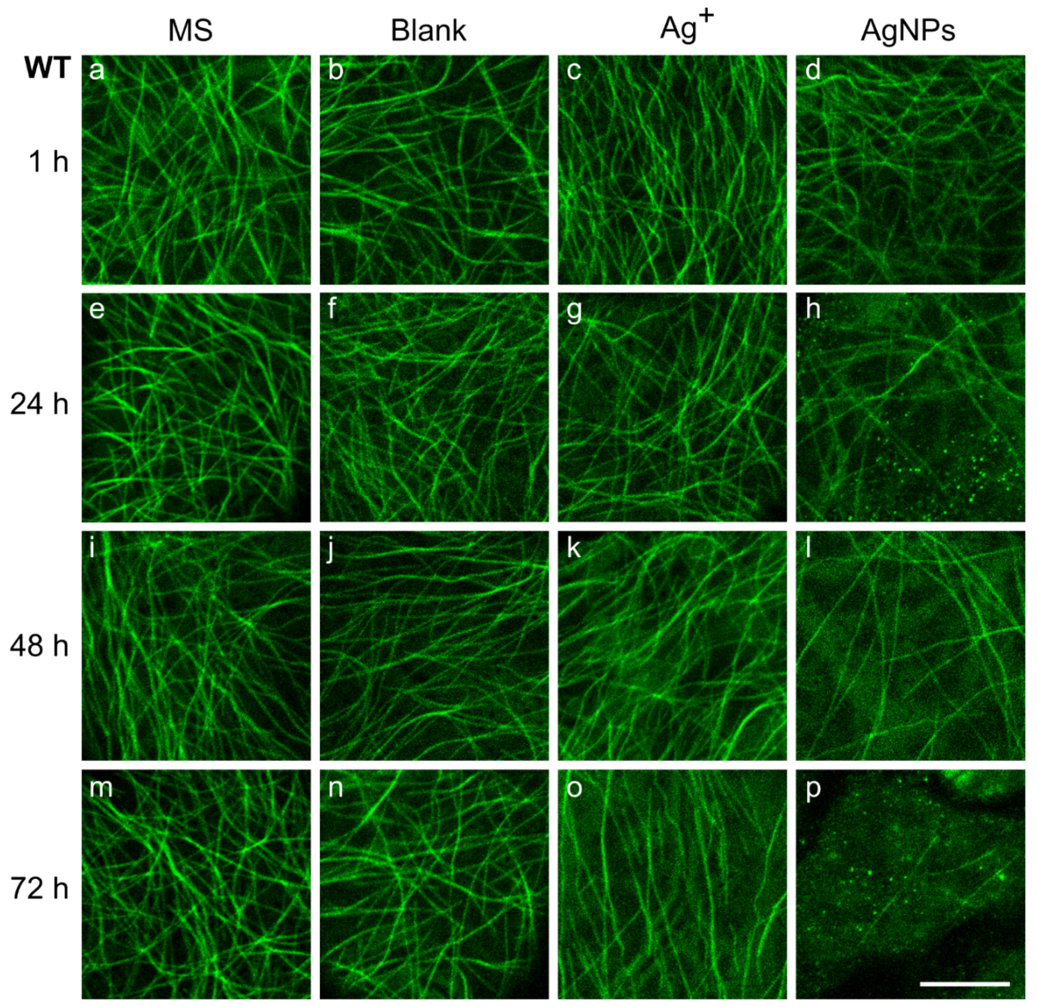 Plants 11 00313 g002 Plants 11 00313 g002