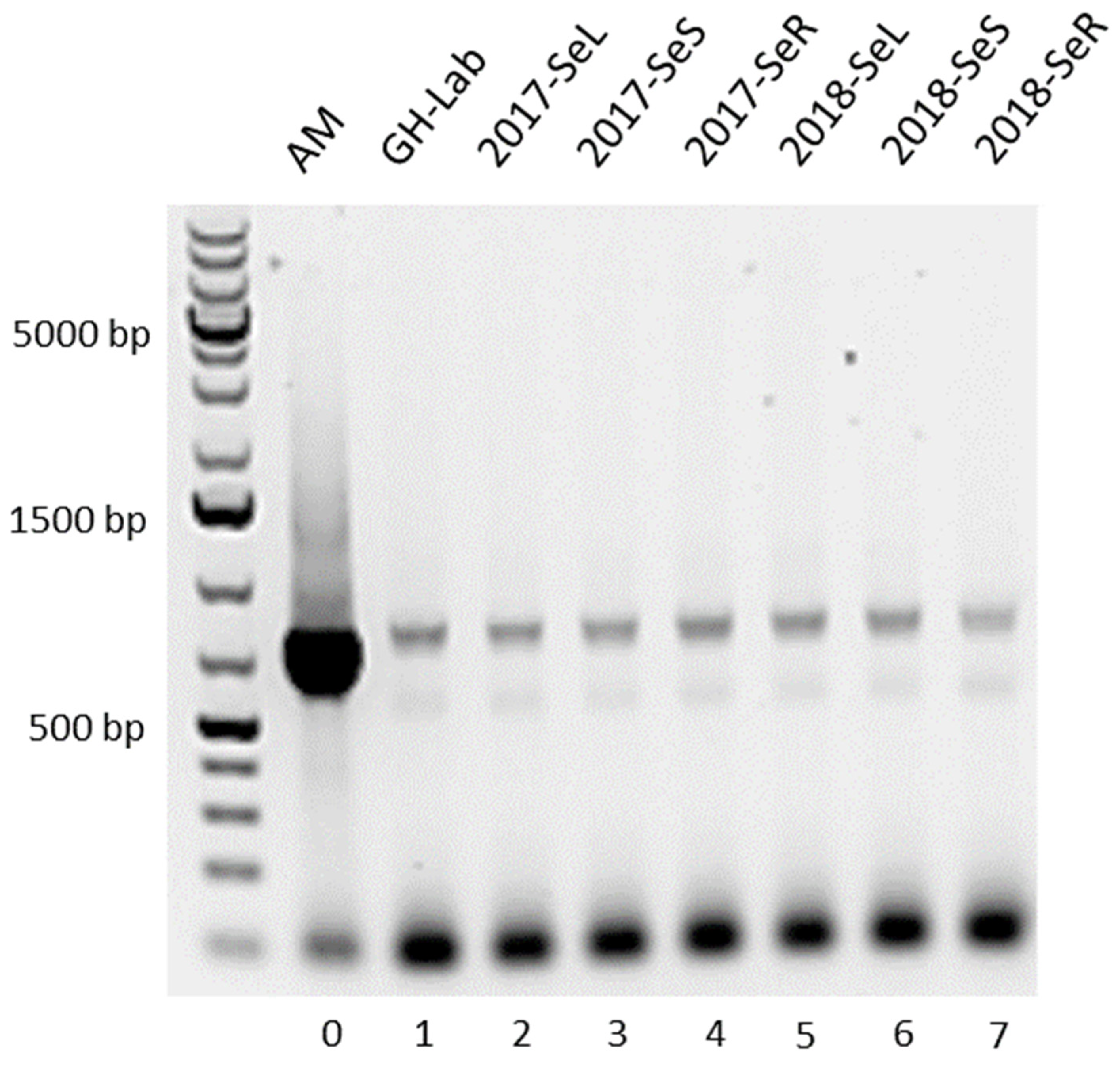 Plants 11 00321 g003