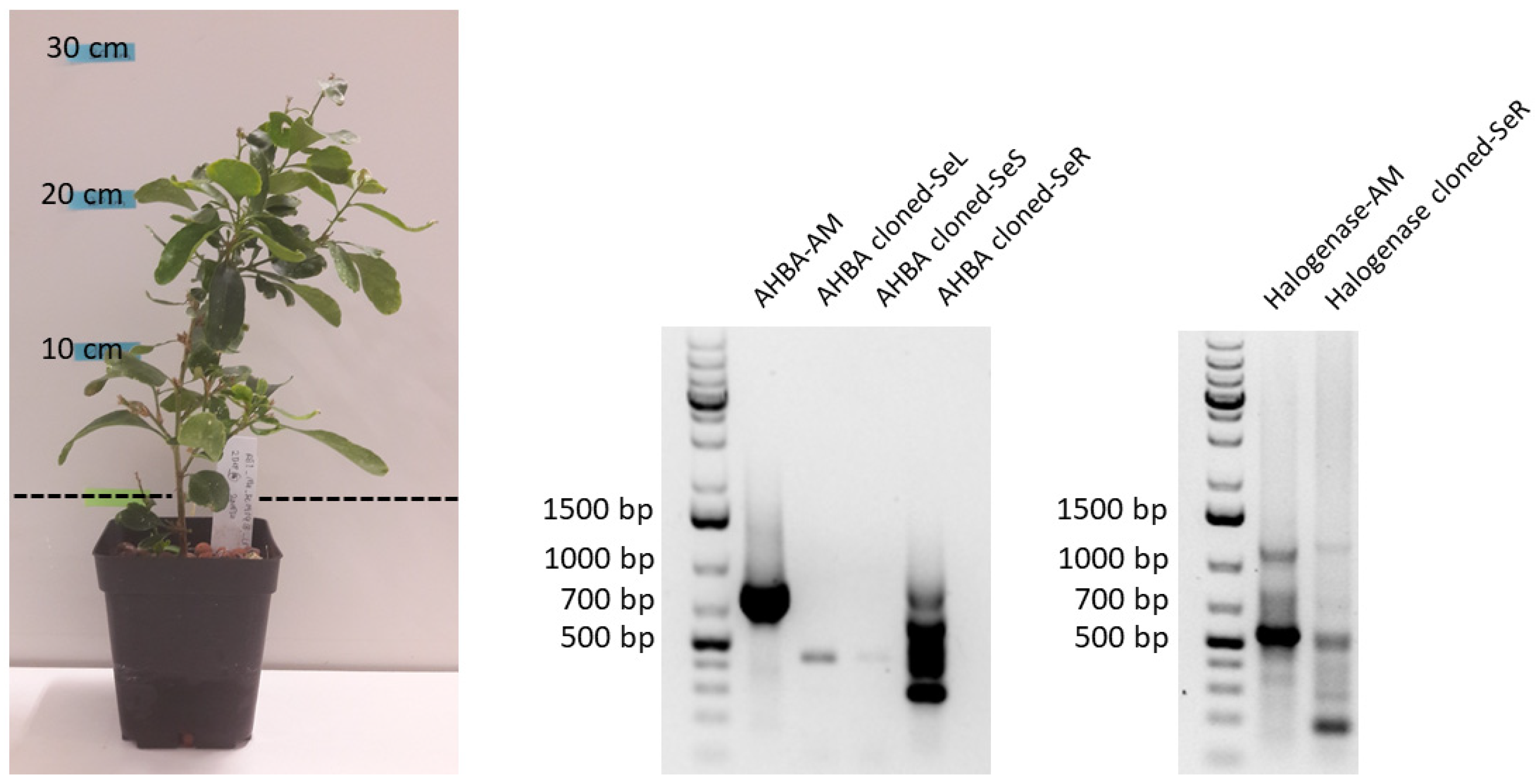 Plants 11 00321 g008