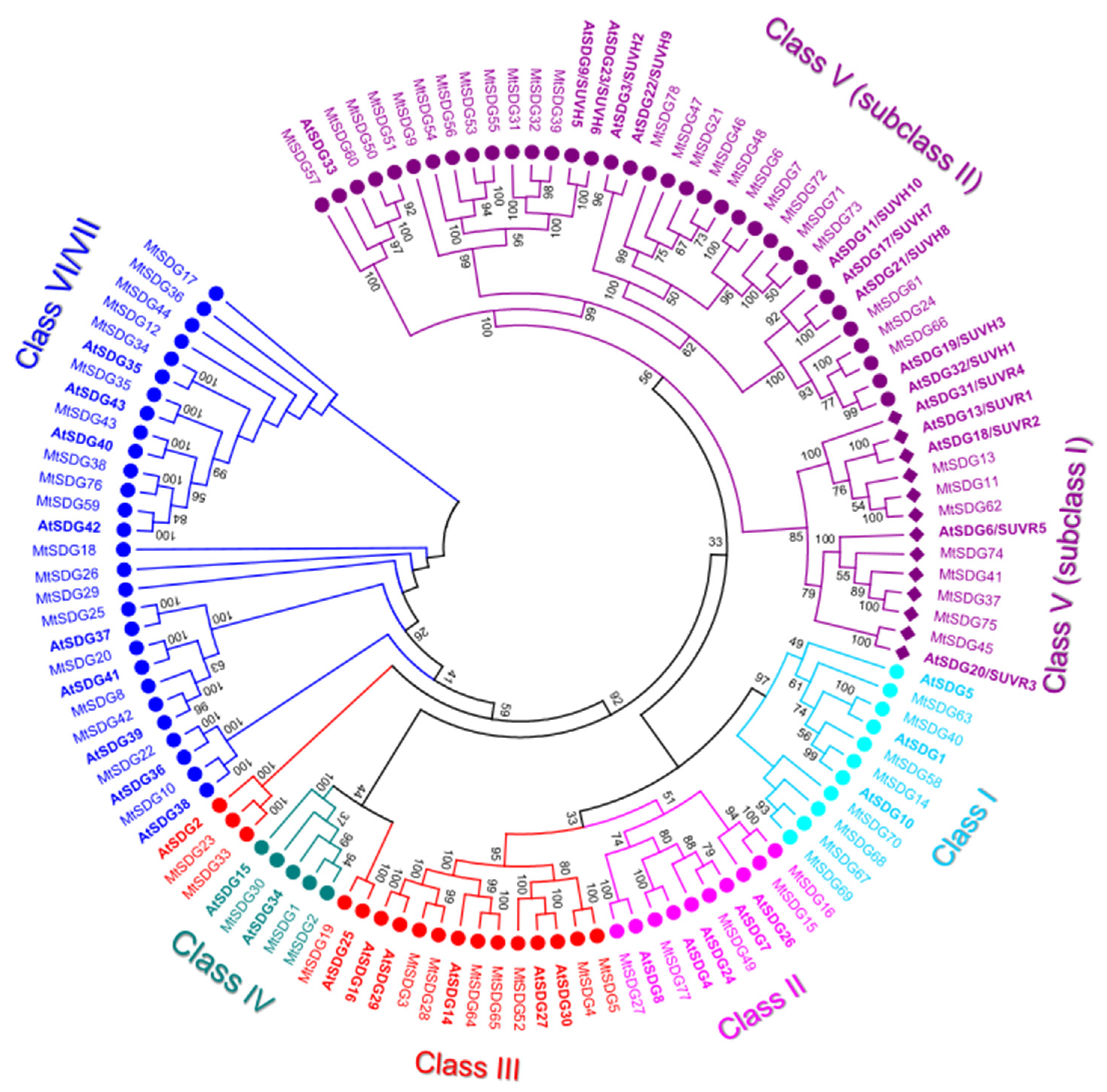 Plants | Free Full-Text | Genome-Wide Identification of Histone  Modification Gene Families in the Model Legume Medicago truncatula and  Their Expression Analysis in Nodules