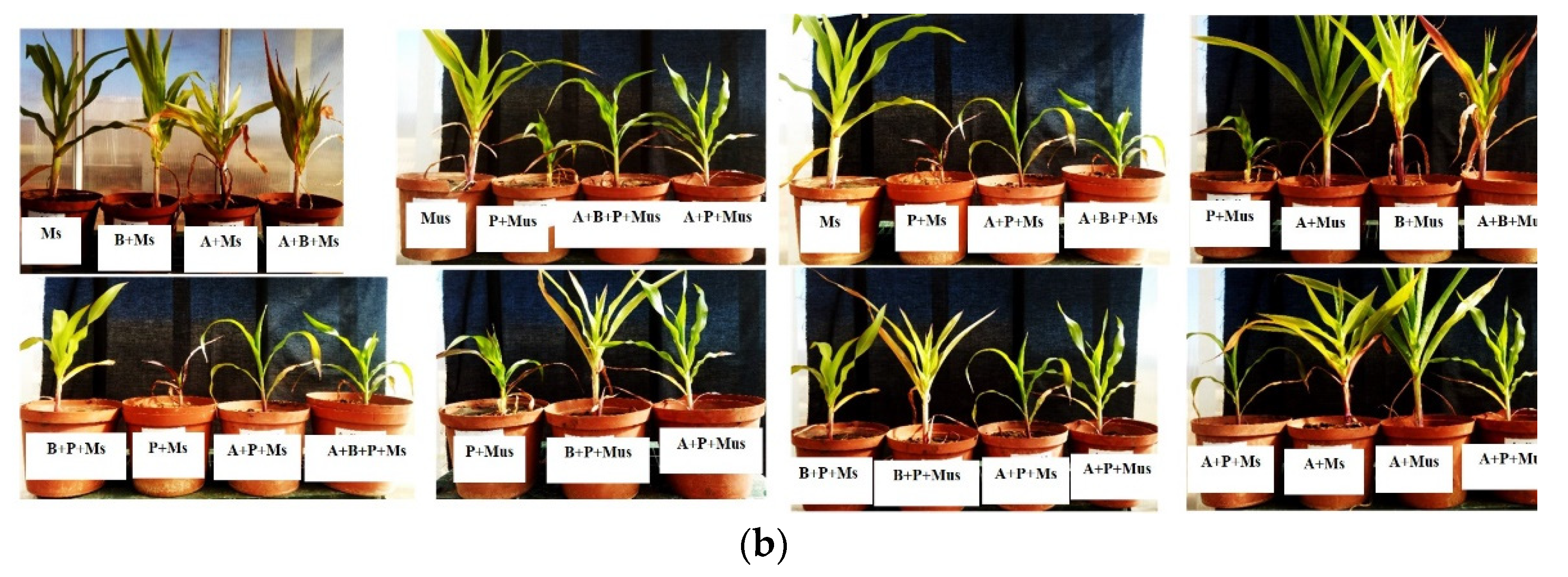 Plants 11 00324 g002b 550