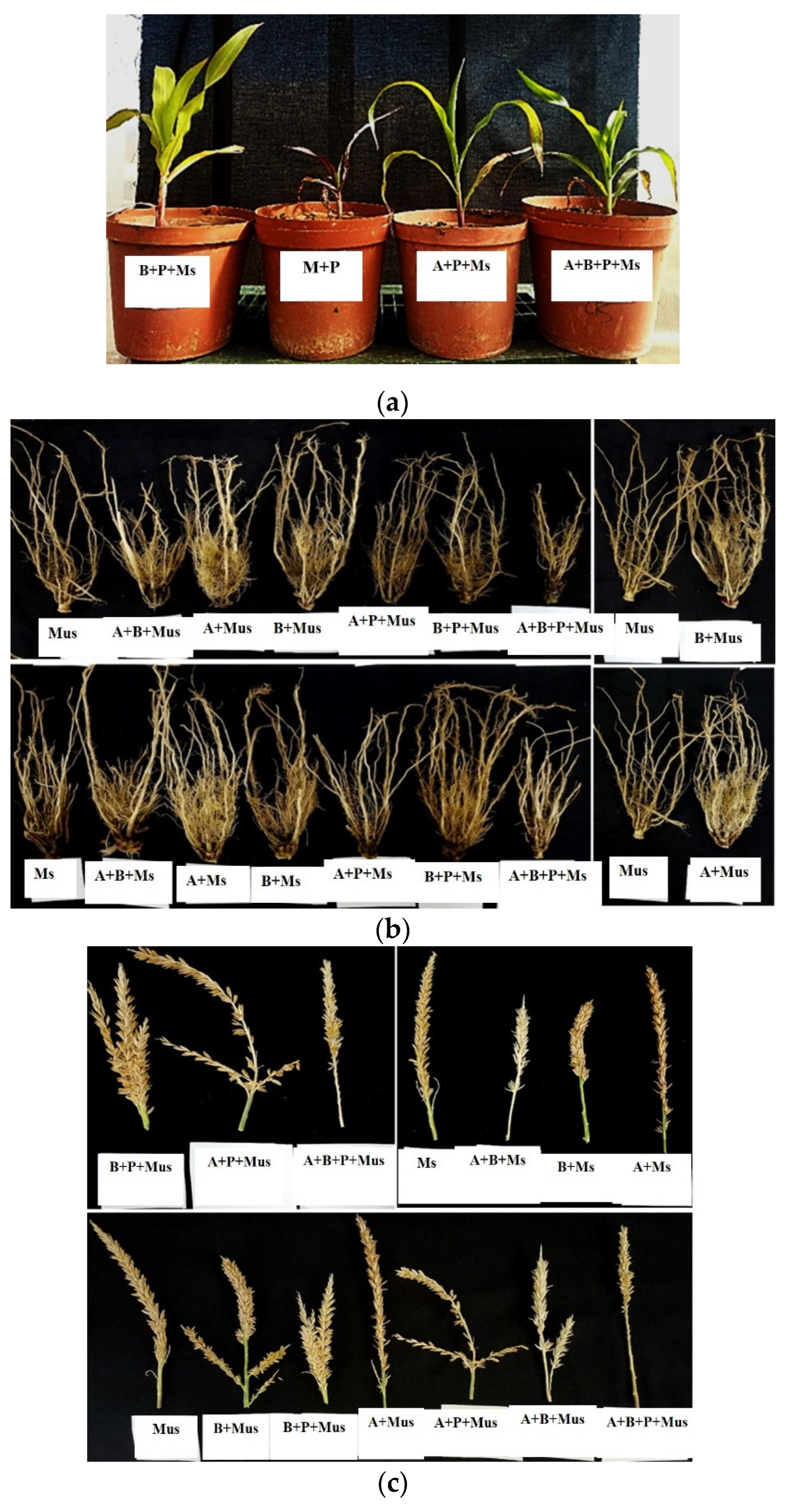 Plants 11 00324 g003 550