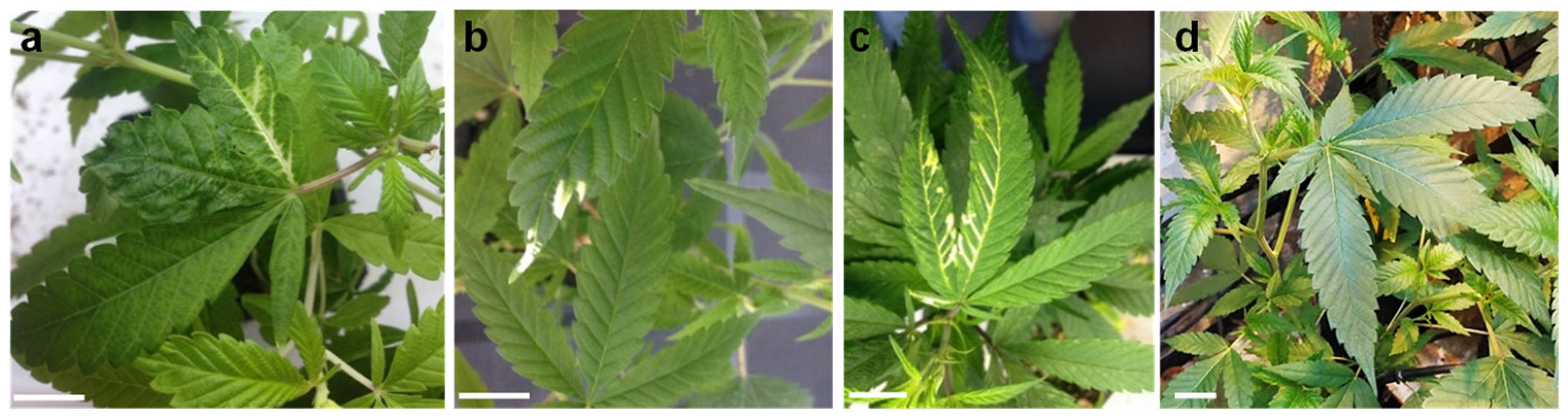 Plants 11 00327 g001