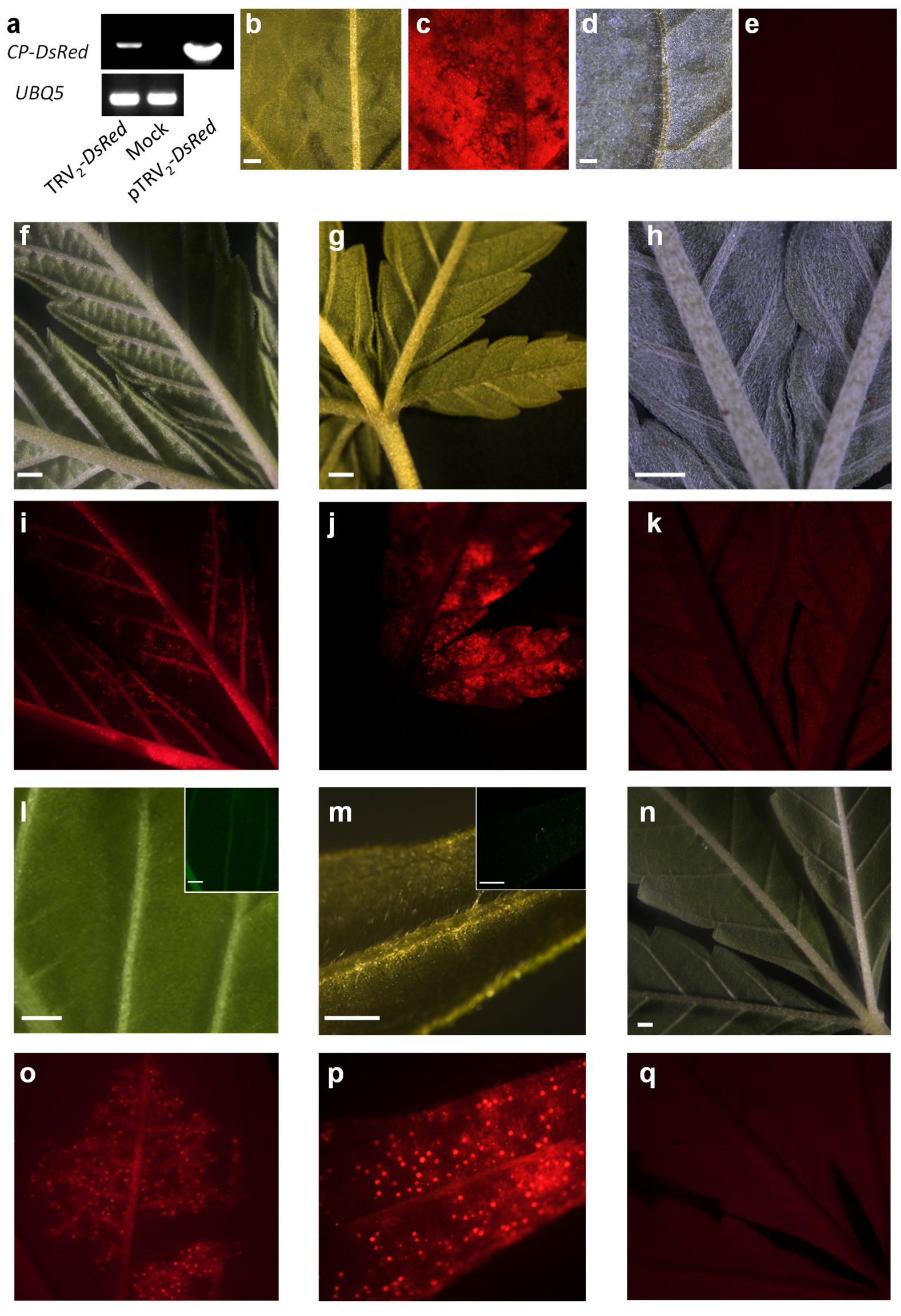 Plants 11 00327 g003