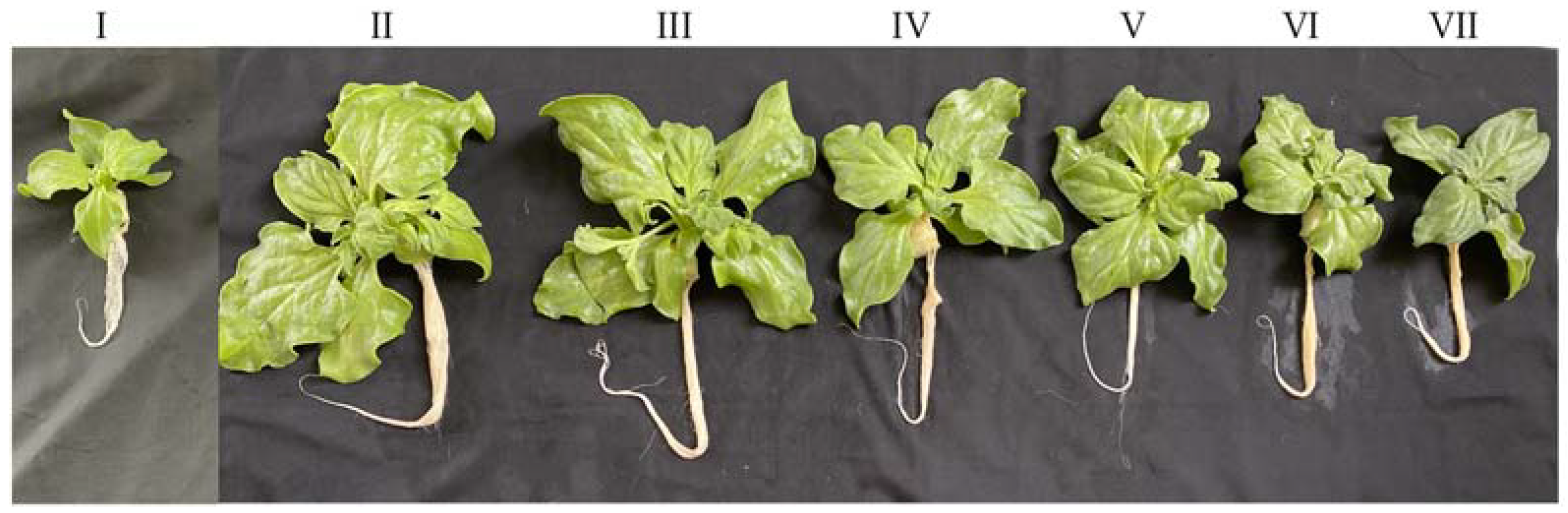 Plants 11 00332 g001