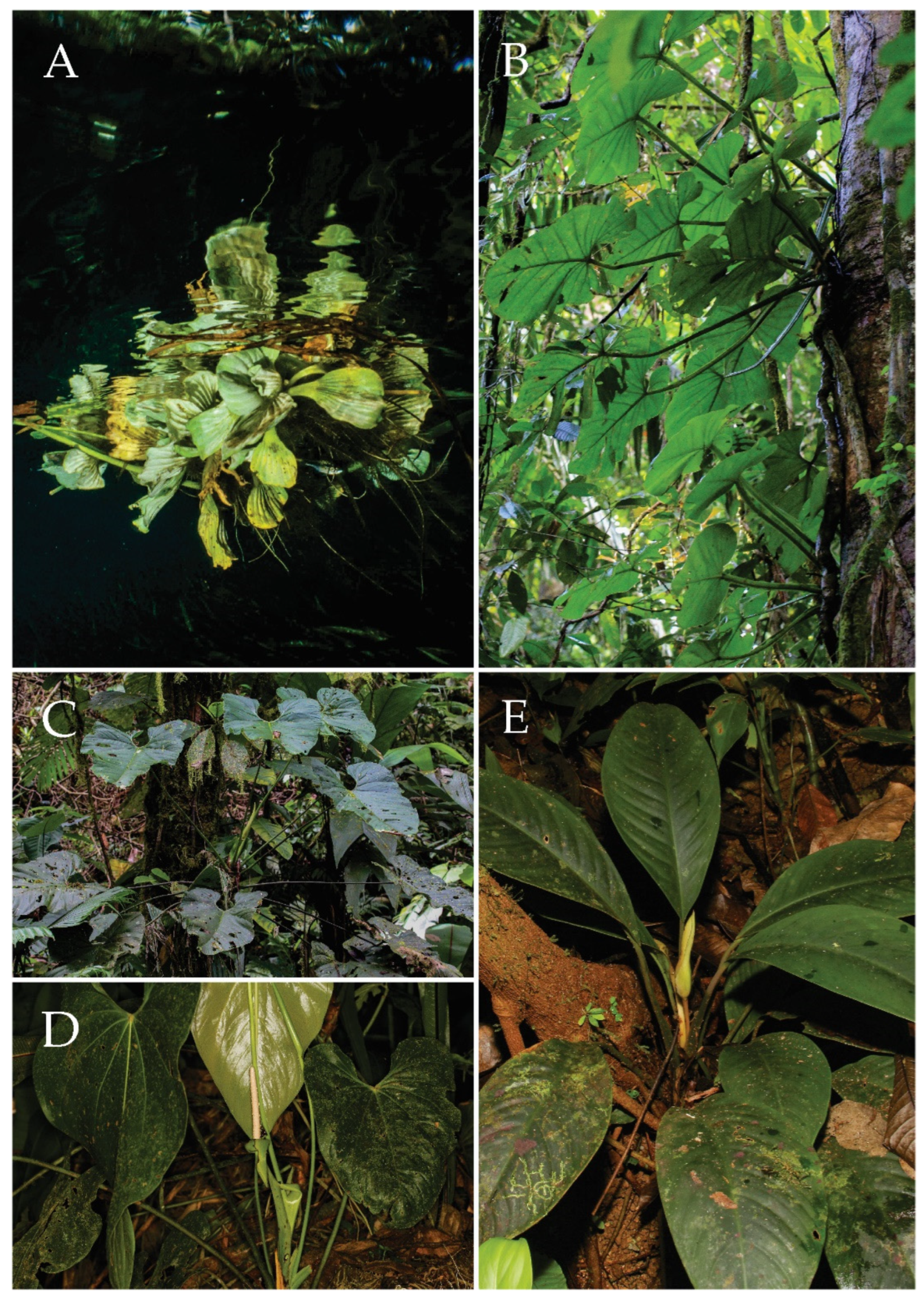 Plants 11 00334 g002 Plants 11 00334 g002