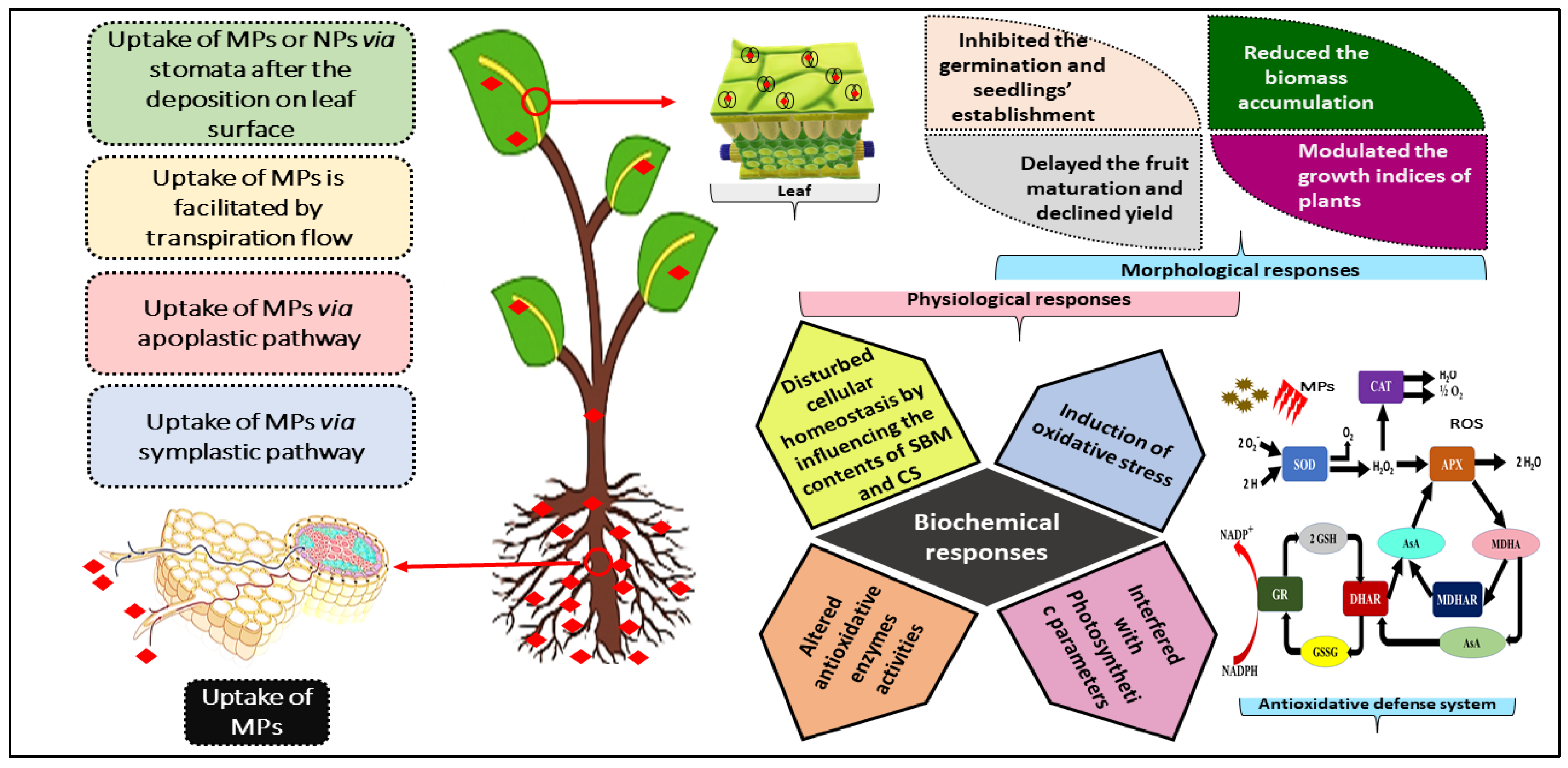 Plants 11 00340 g004 550
