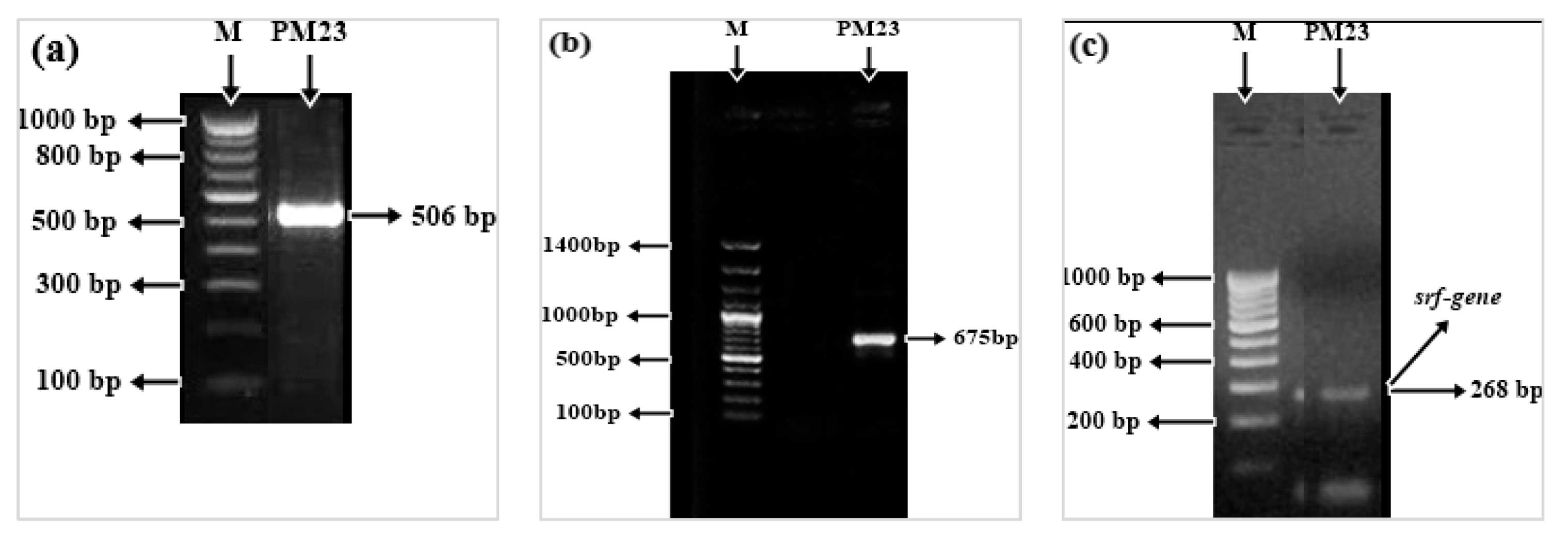 Plants 11 00345 g006