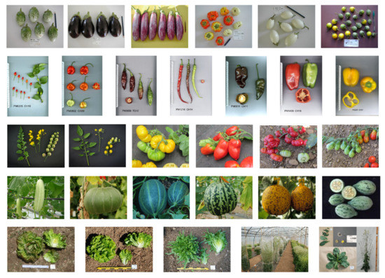 105 seeds self-pollinating variety for field - Cucumber "Partner" 105 seeds self-pollinating variety for field - Cucumber "Partner"
