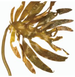 Plants 11 00348 i001