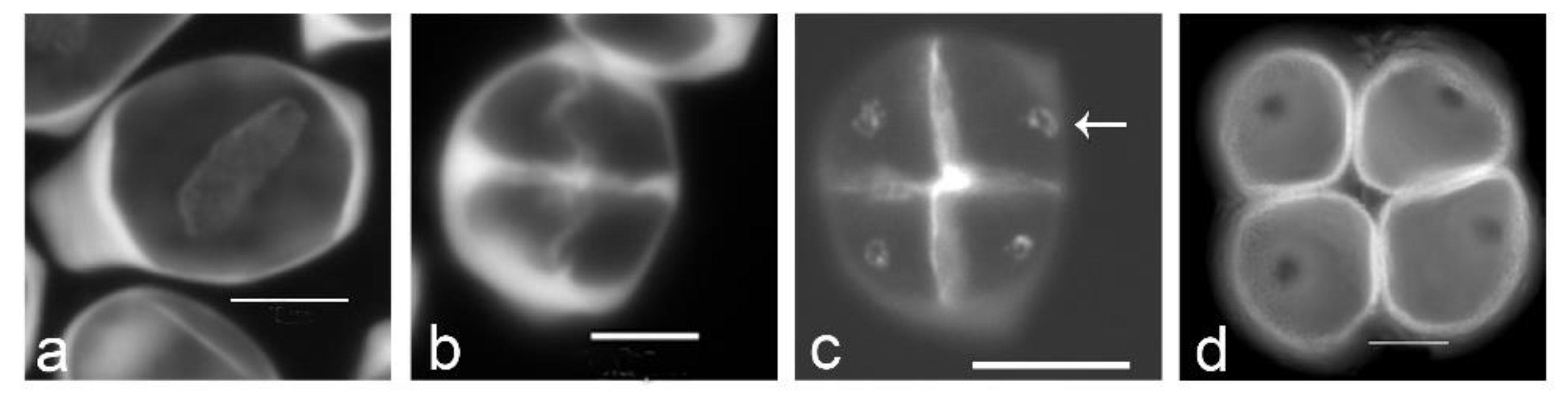 Plants 11 00357 g001 Plants 11 00357 g001