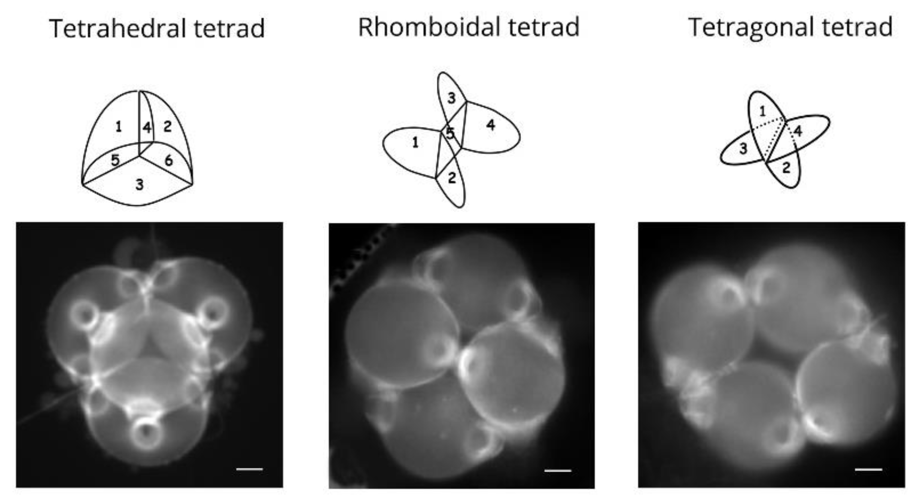 Plants 11 00357 g003 Plants 11 00357 g003