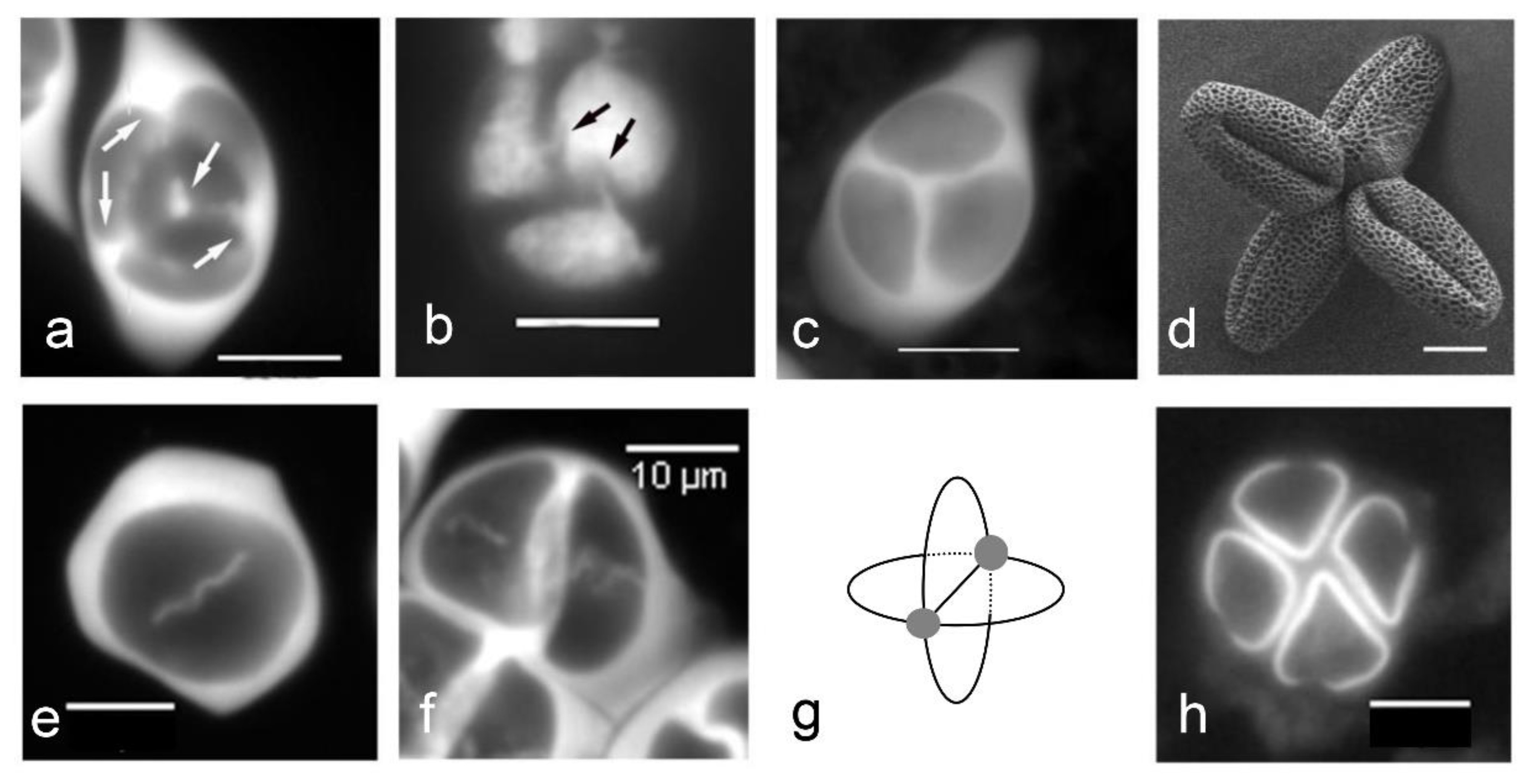 Plants 11 00357 g004 Plants 11 00357 g004