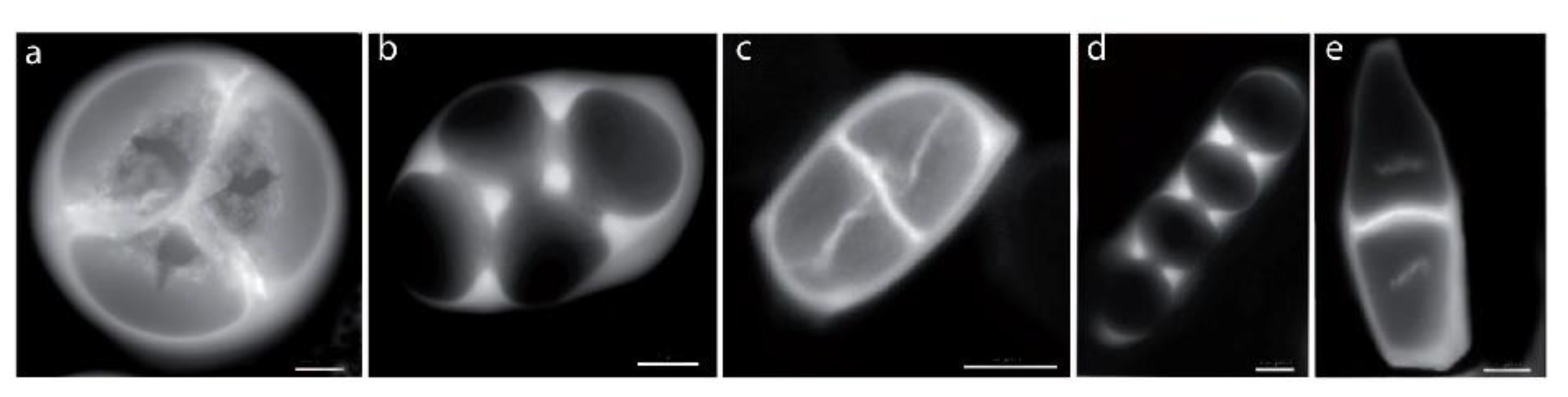 Plants 11 00357 g005 Plants 11 00357 g005