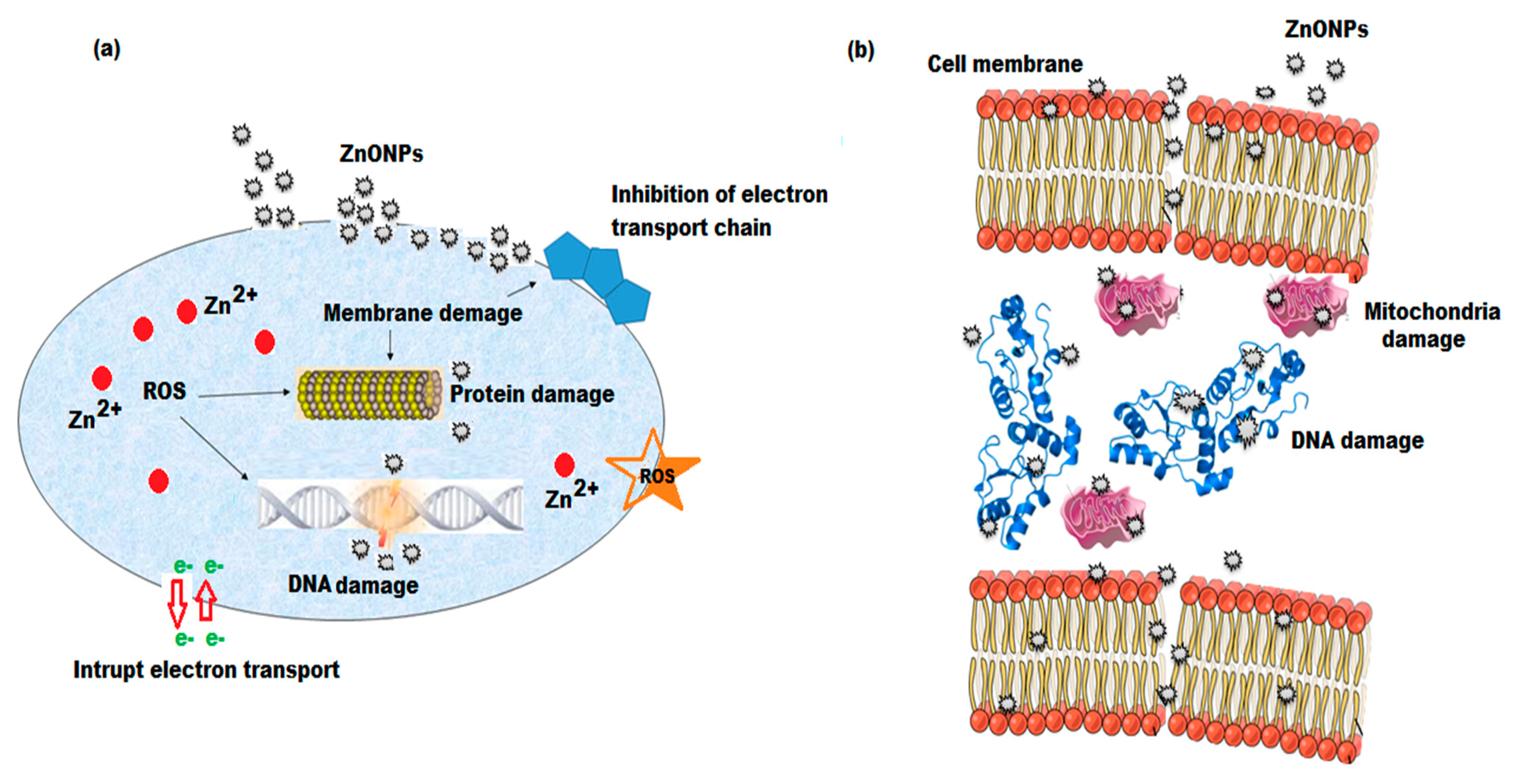 Plants 11 00361 sch002 550